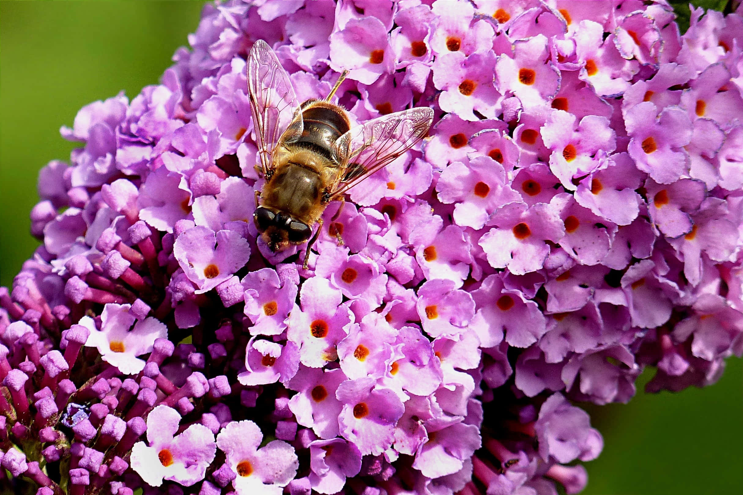 Butterfly Bush, buddleia, vibrant purple, Full HD Desktop Wallpaper