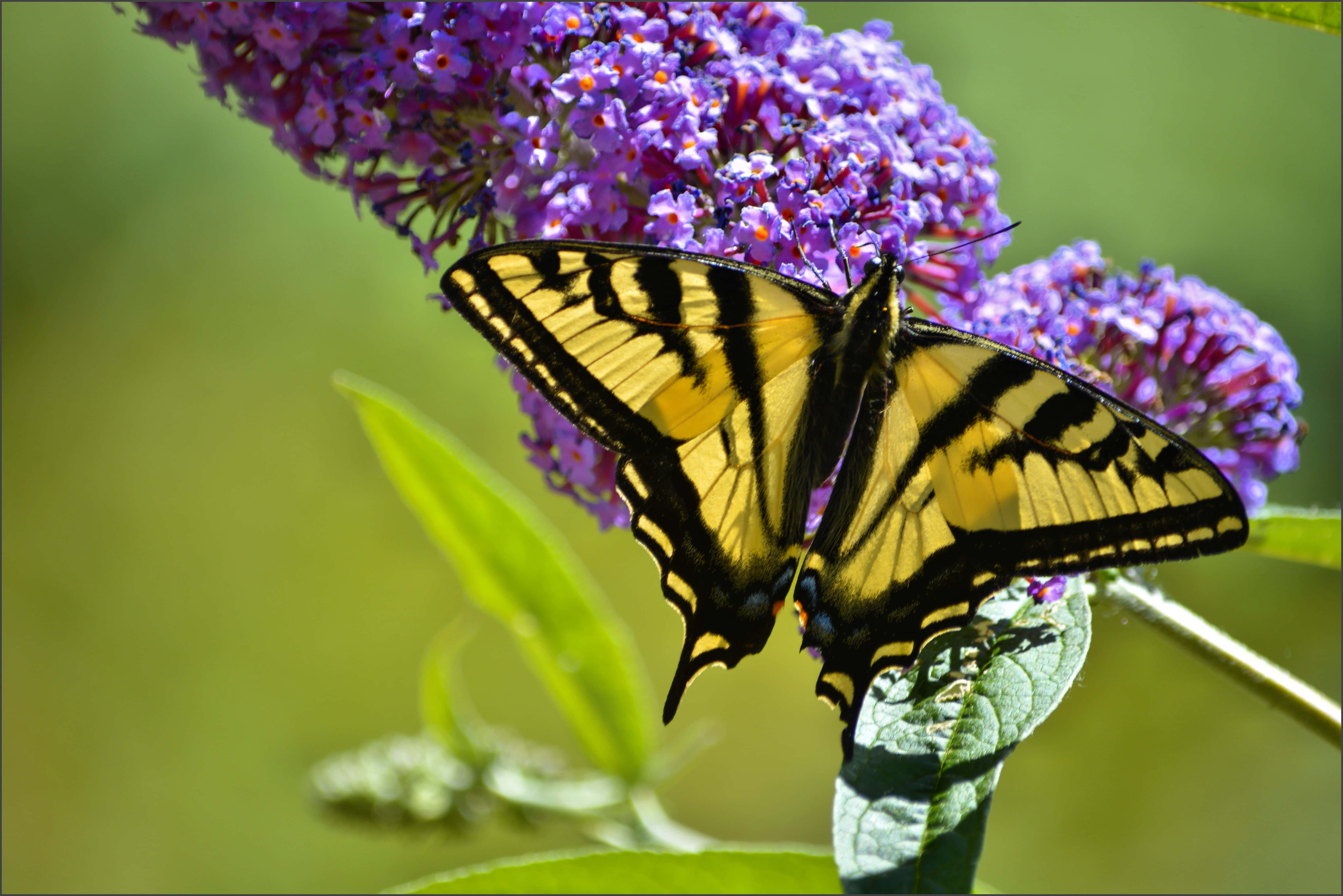butterfly bush, swallowtail butterfly, vibrant purple buddleia, 5K Desktop Wallpaper