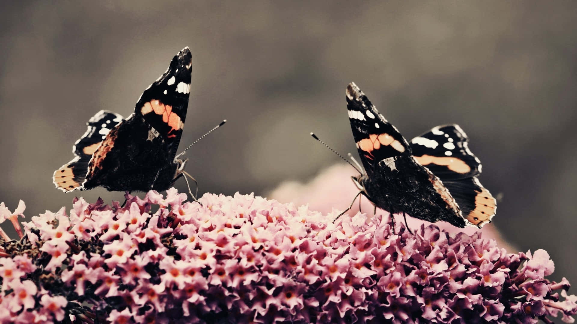 Butterfly Bush, soft pink flowers, black orange and white butterflies, Full HD Desktop Wallpaper