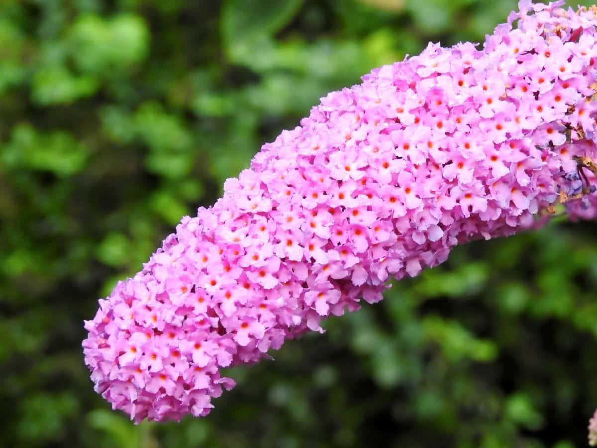 Butterfly Bush, pink, purple flowering, SD Desktop Wallpaper