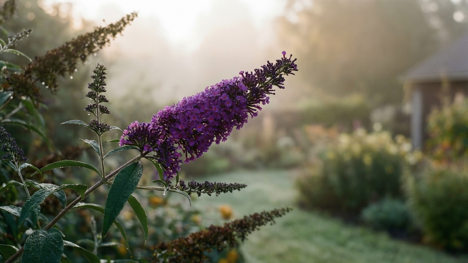 Misty Morning Butterfly Bush, butterfly bush, misty morning, Full HD Desktop Wallpaper