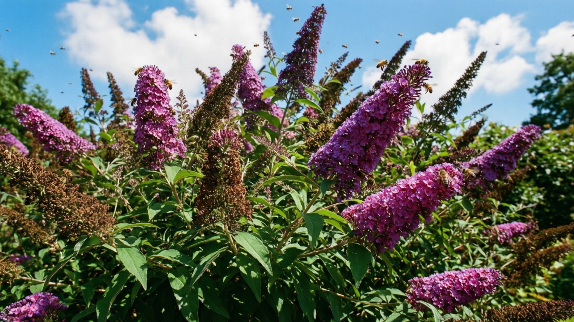 Summer Garden Butterfly Bush, sunny garden, blue sky, Full HD Desktop Wallpaper