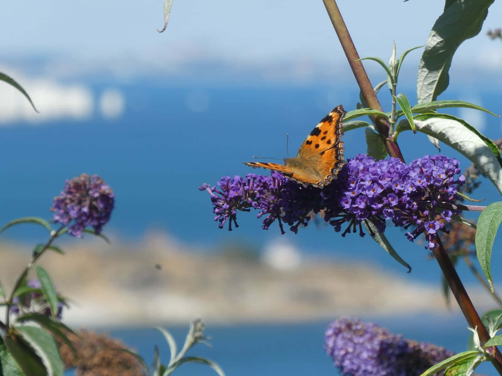 Butterfly Bush, purple buddleia flowers, vibrant orange butterfly, HD Desktop Wallpaper