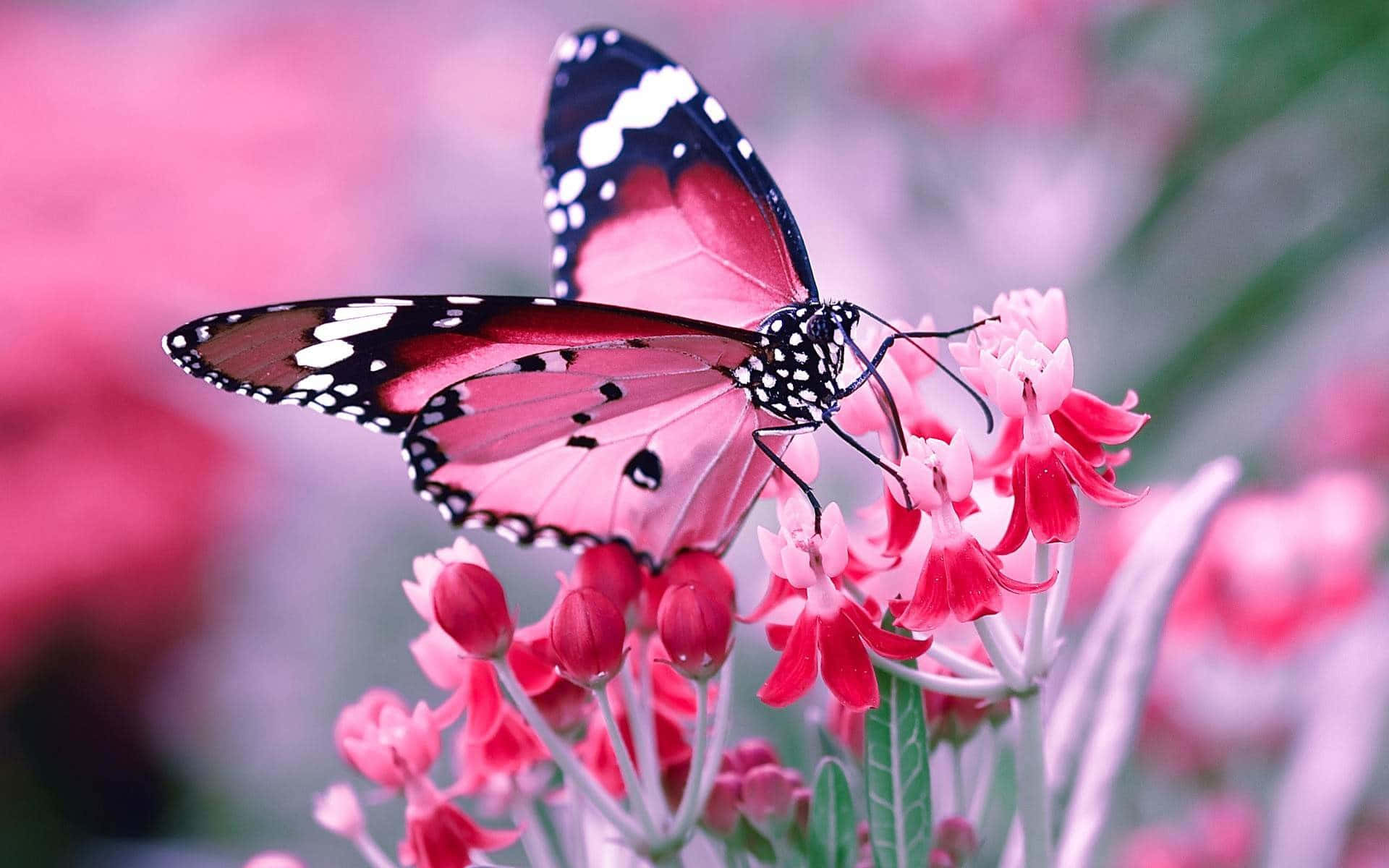 butterfly, pink flowers, soft blurred floral background, Full HD Desktop Wallpaper
