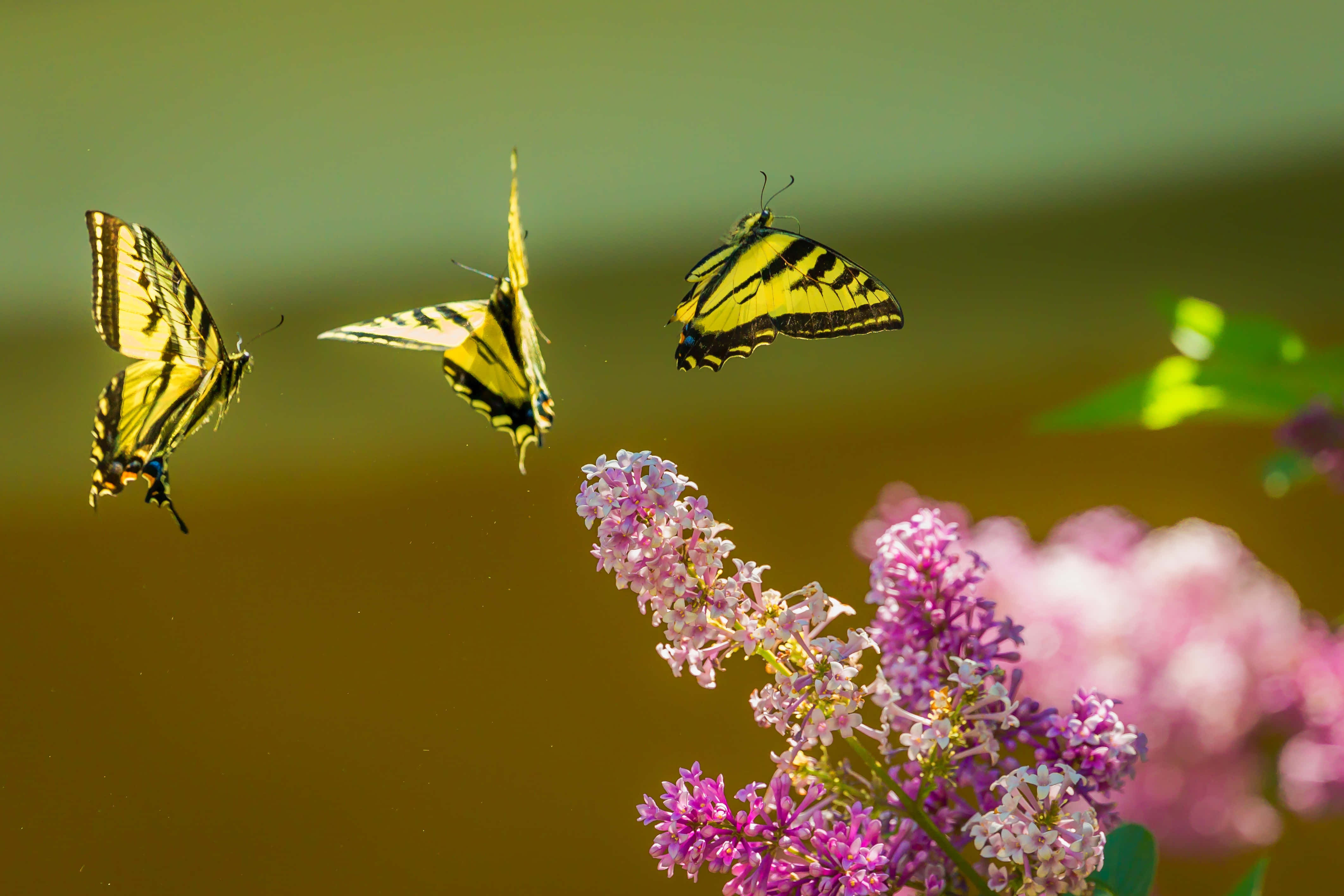 Butterfly Bush, purple lilac blossoms, yellow and black butterflies, 4K Desktop Wallpaper