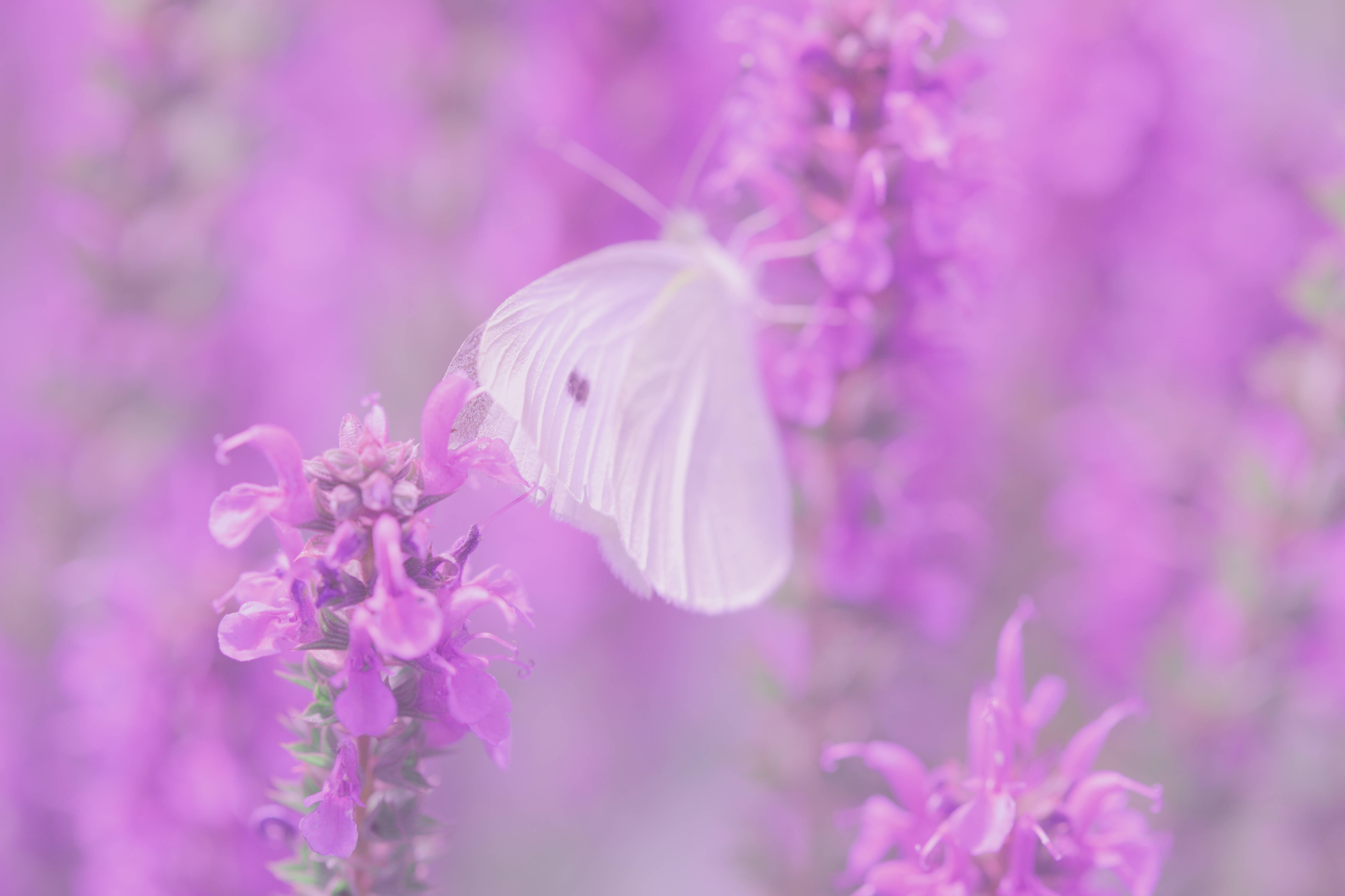 butterfly, lilac flowers, white butterfly, 5K Desktop Wallpaper