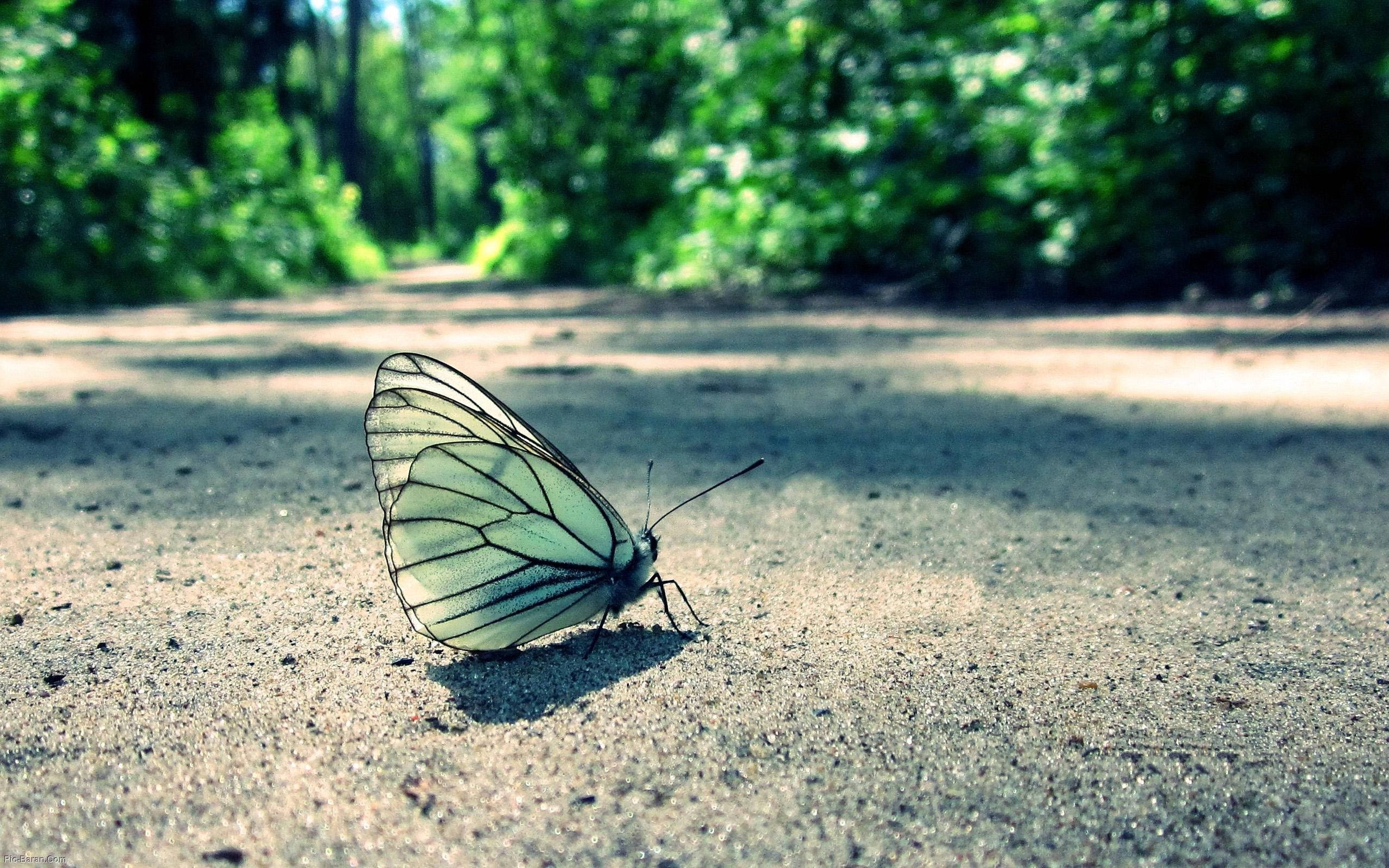 butterfly, white butterfly, black veins, 2K Desktop Wallpaper