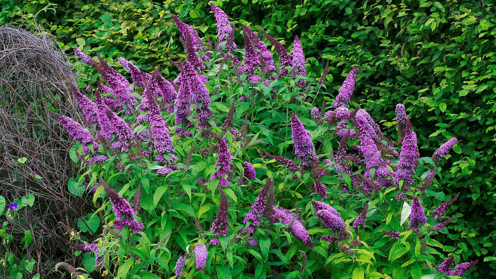 Butterfly Bush, purple, blooms, HD Desktop Wallpaper
