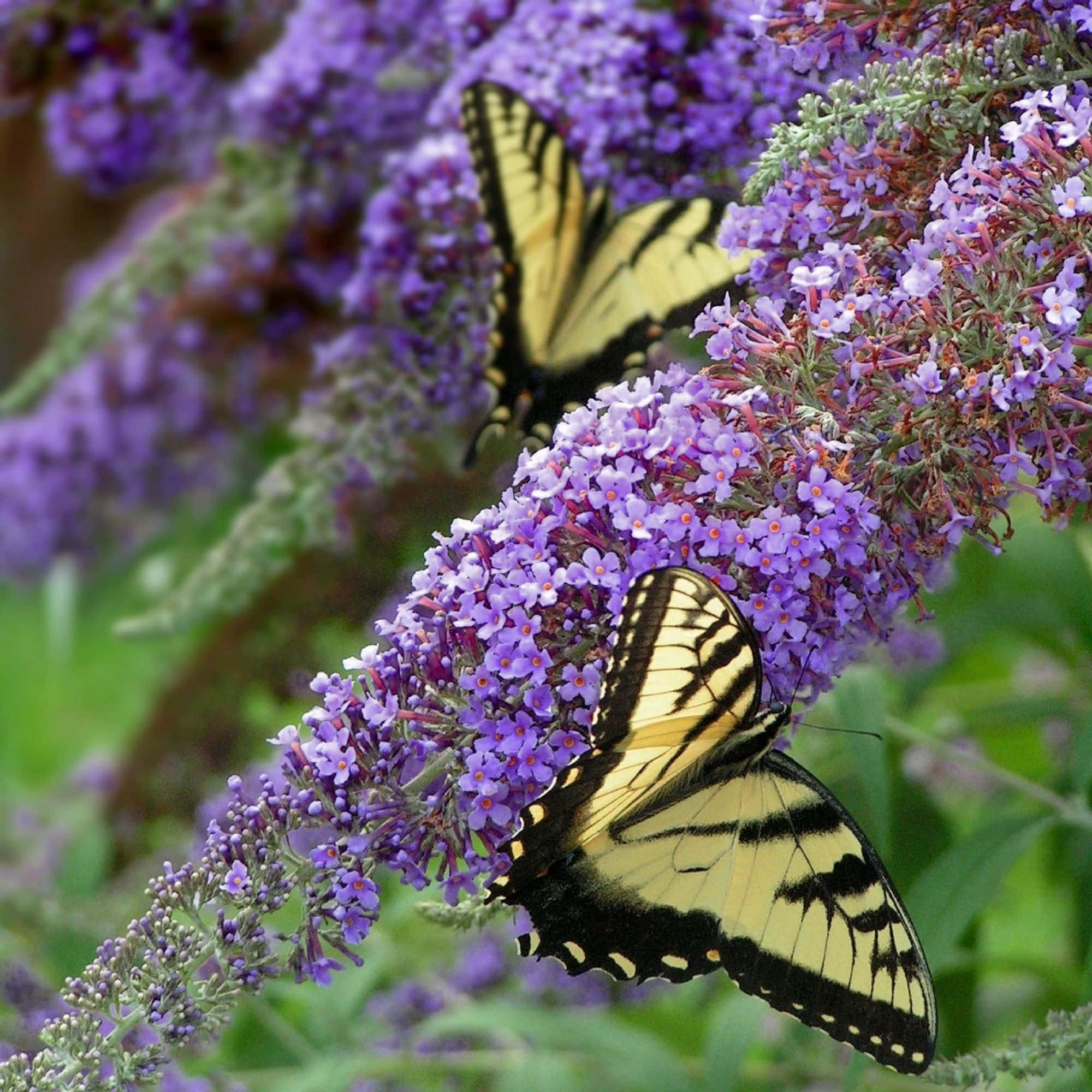Butterfly Bush, vibrant purple buddleia flowers, lush garden, Full HD Desktop Wallpaper