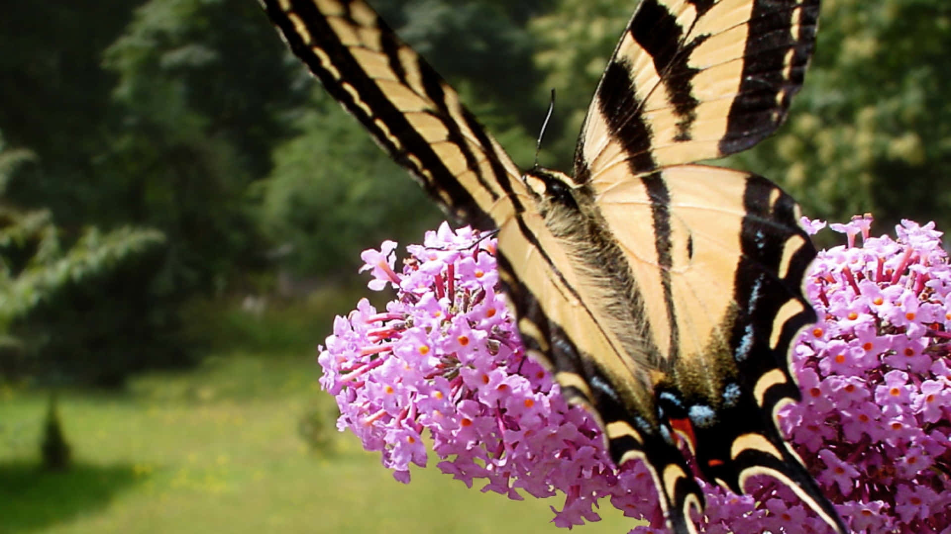 Butterfly Bush, tiger swallowtail butterfly, vibrant pink buddleia flowers, Full HD Desktop Wallpaper