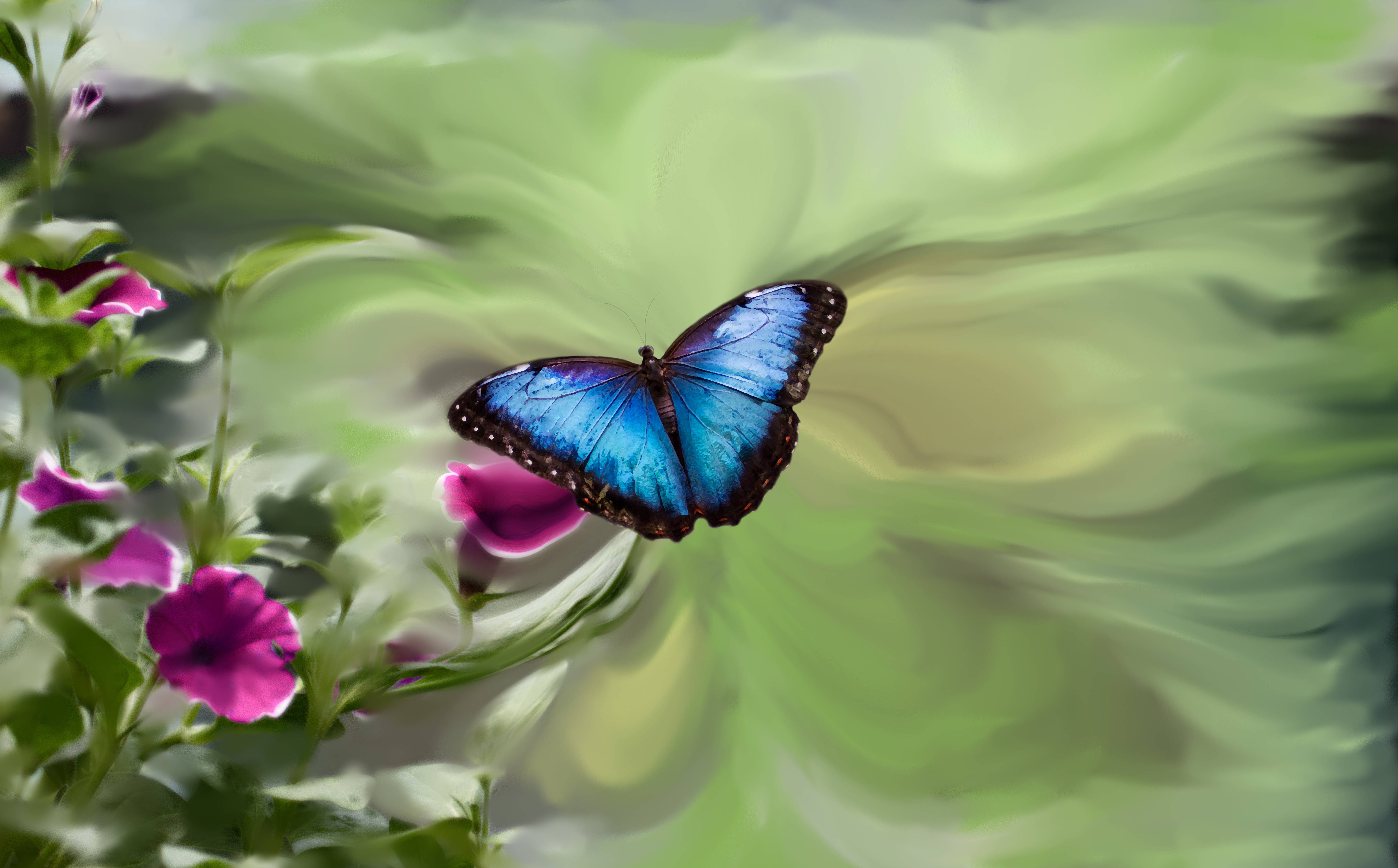 blue morpho butterfly, purple petunias, soft green watercolor background, 5K Desktop Wallpaper