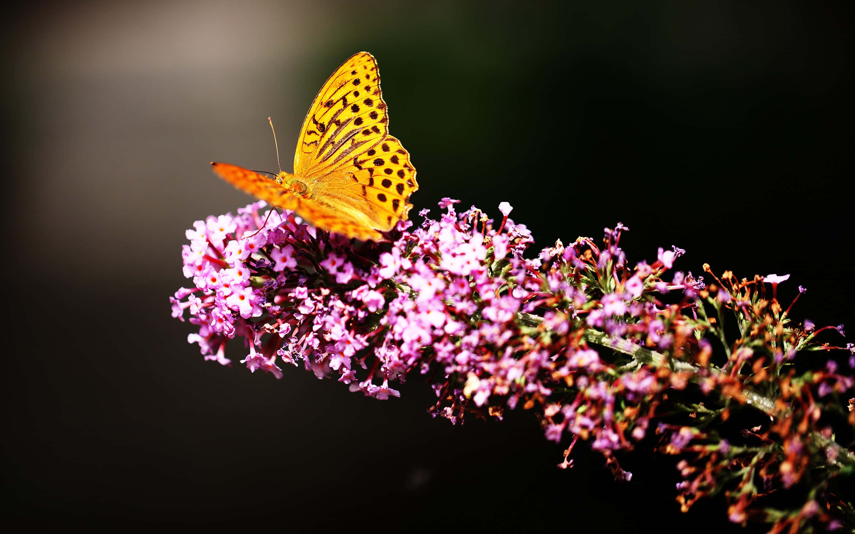 butterfly garden plants, orange butterfly, black spots, 2K Desktop Wallpaper