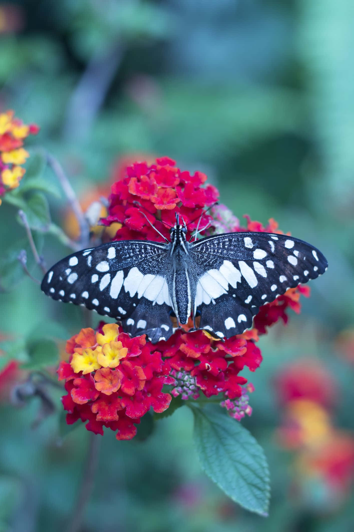 butterfly garden plants, black and white butterfly, spotted wings, Full HD Phone Wallpaper