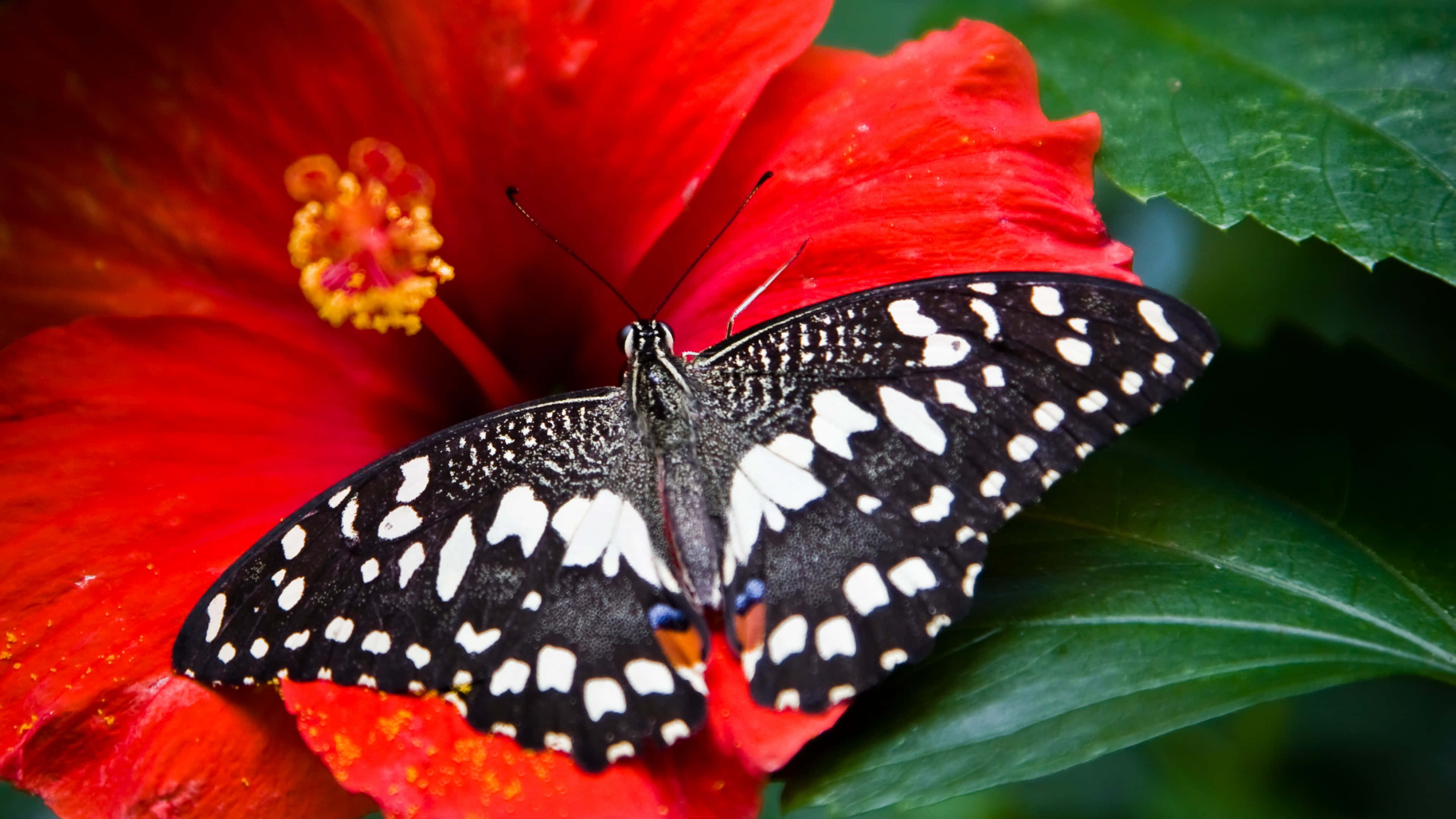 Butterfly Garden Plants, black and white butterfly, spotted wings, 4K Desktop Wallpaper