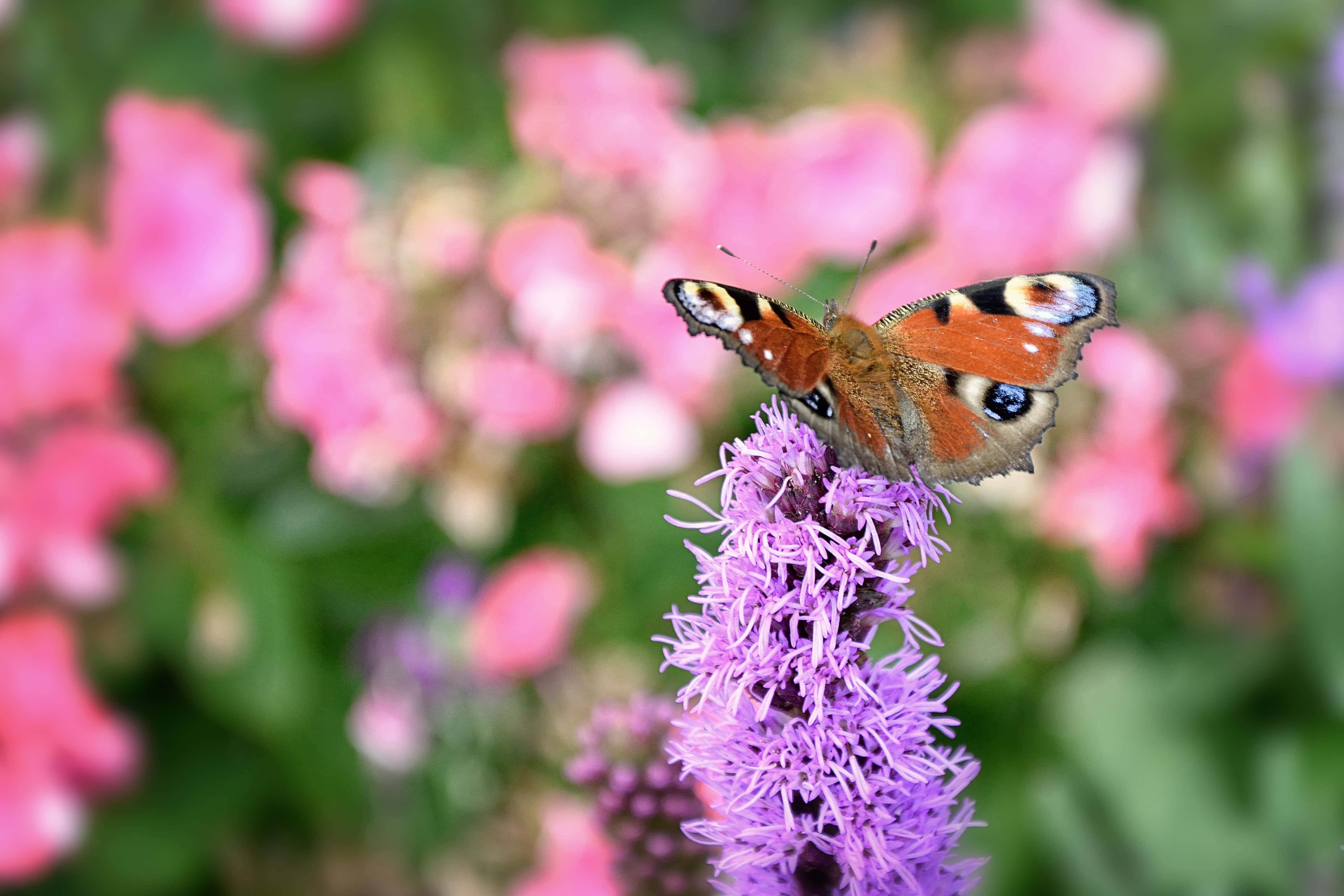 butterfly garden plants, peacock butterfly, purple flower spike, 4K Desktop Wallpaper