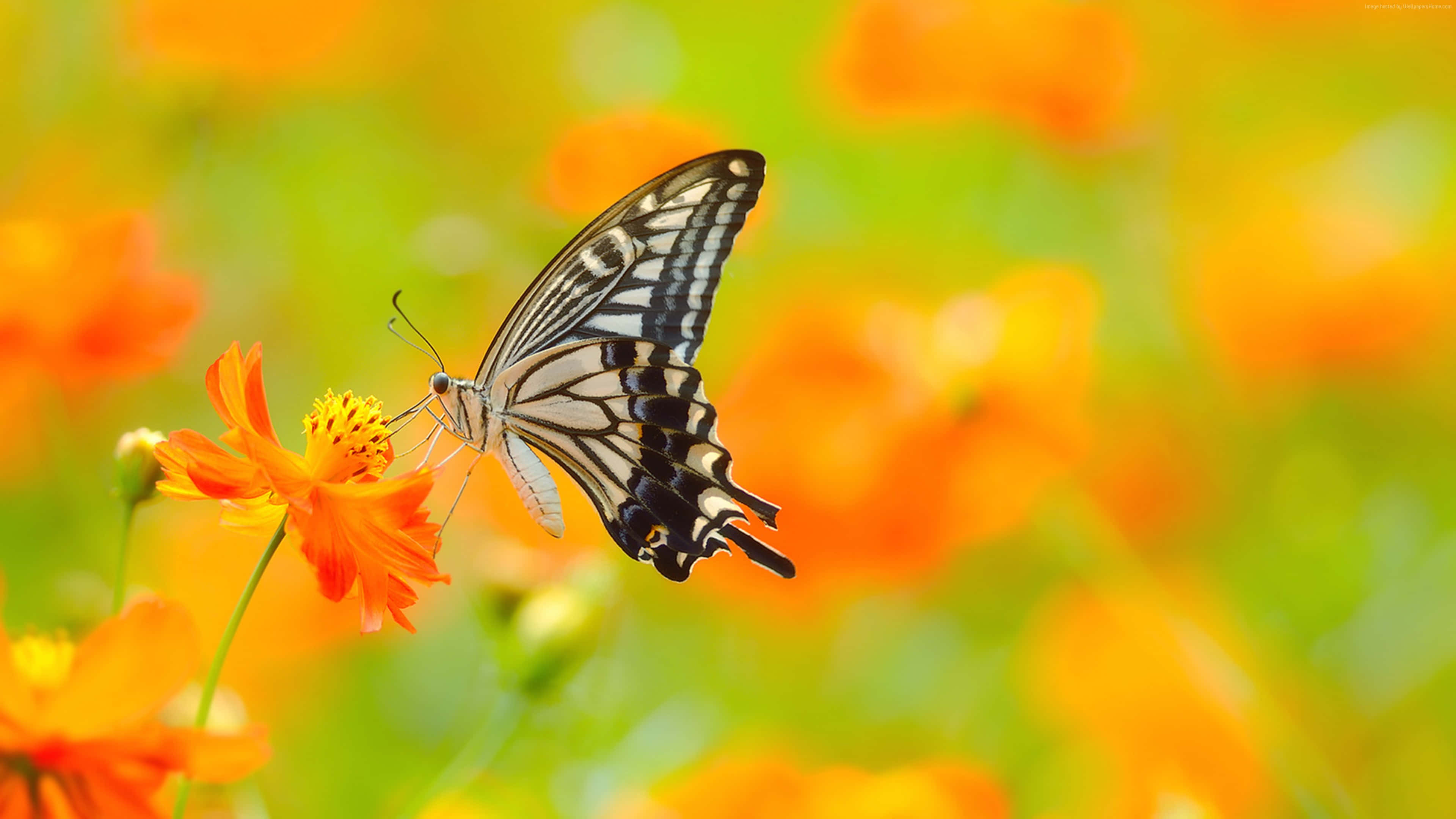 butterfly garden plants, black and white butterfly, vibrant orange flower, 4K Desktop Wallpaper