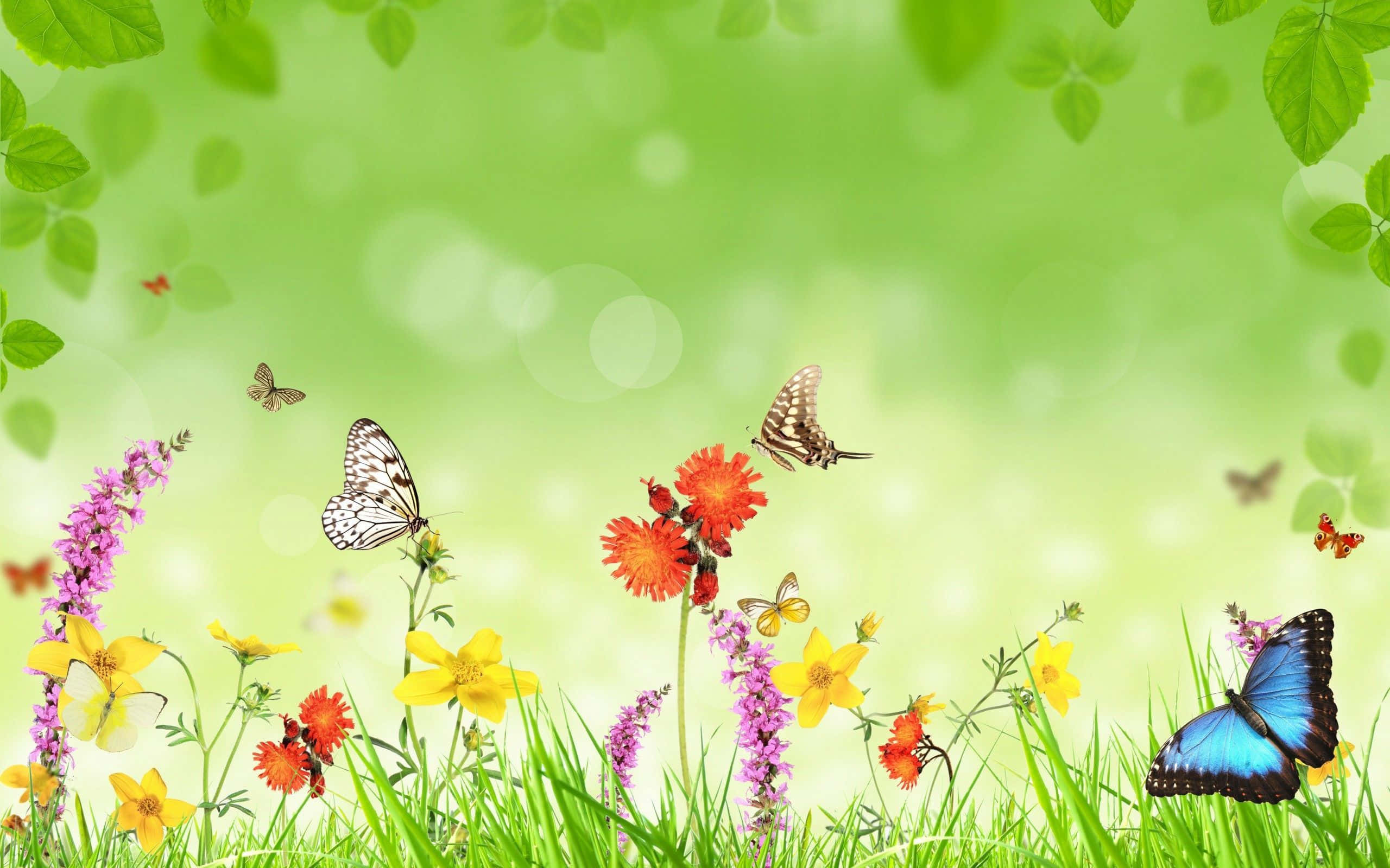 butterfly garden plants, vibrant butterflies, colorful wildflowers, 2K Desktop Wallpaper