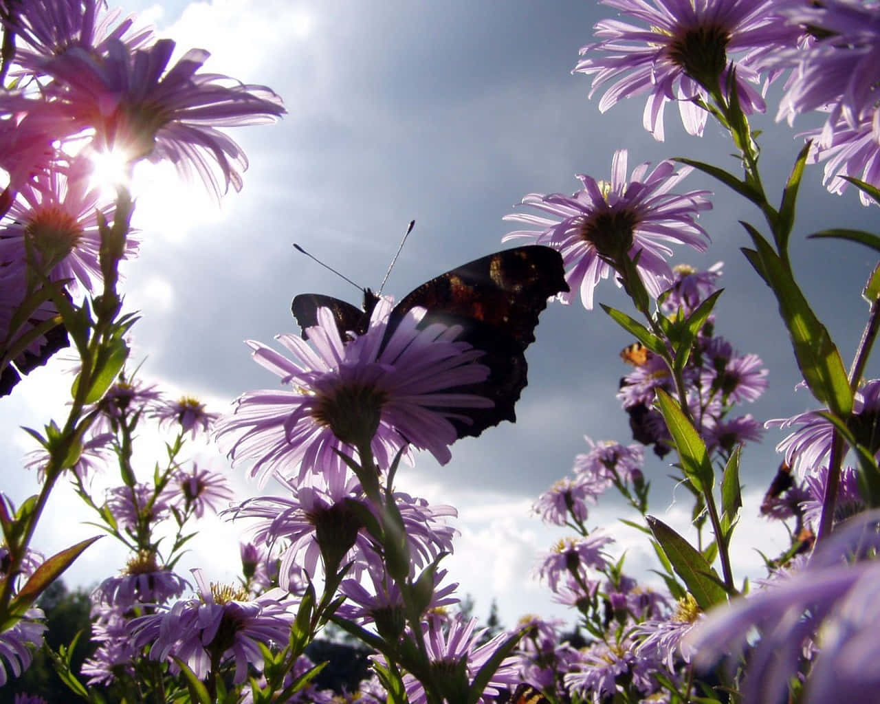 butterfly garden plants, sun, purple flower, HD Desktop Wallpaper