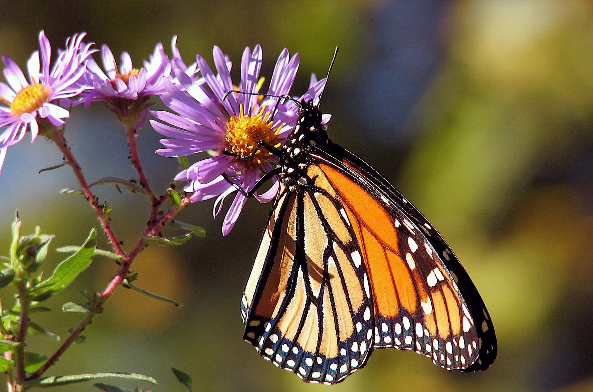butterfly garden plants, monarch butterfly, orange black and white wings, Full HD Desktop Wallpaper