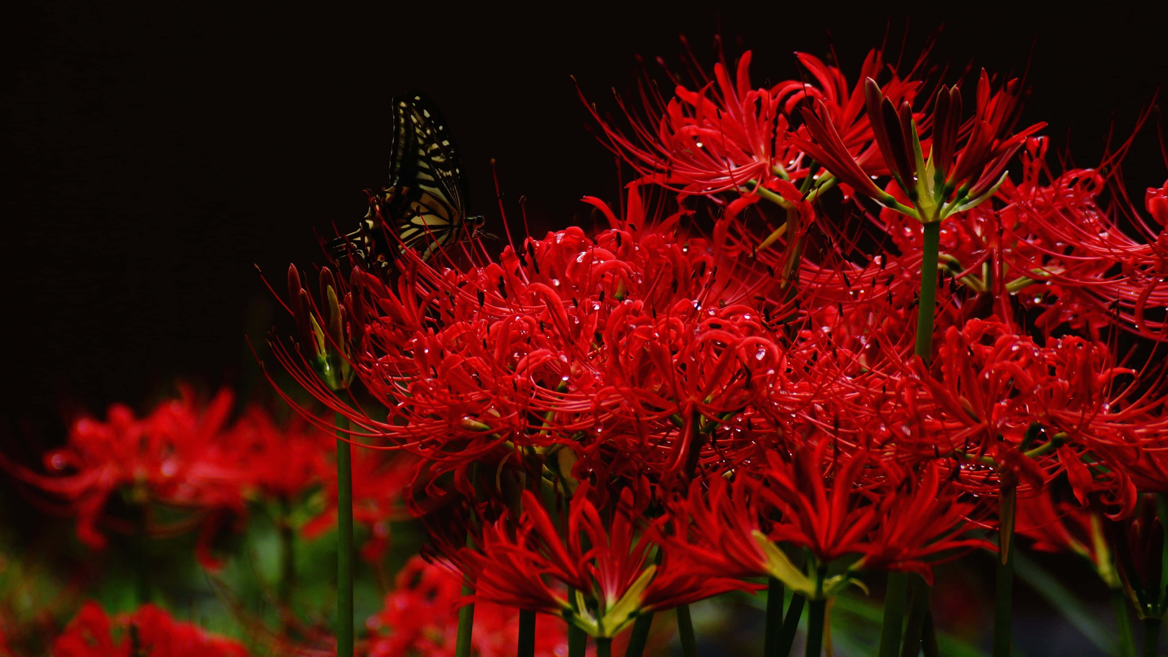 butterfly garden plants, red spider lilies, black backdrop, 4K Desktop Wallpaper