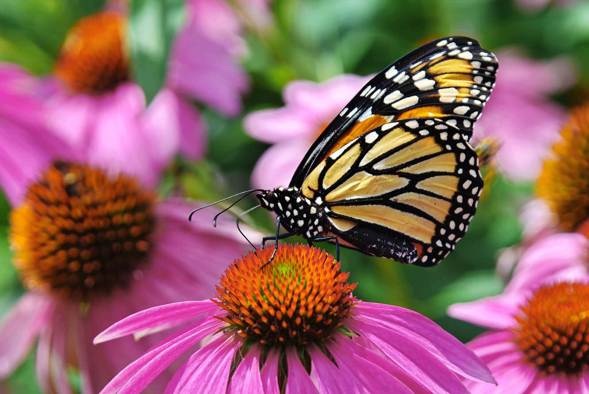 butterfly garden plants, monarch butterfly, orange black and white wings, Full HD Desktop Wallpaper