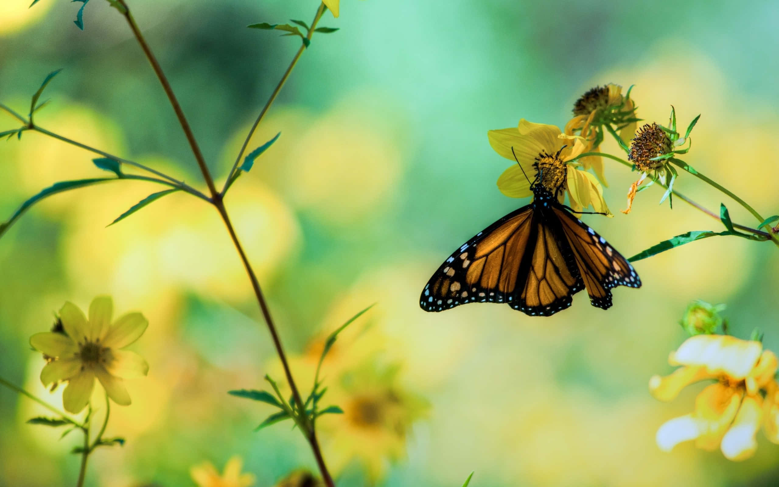 butterfly garden plants, monarch butterfly, yellow flower, 2K Desktop Wallpaper