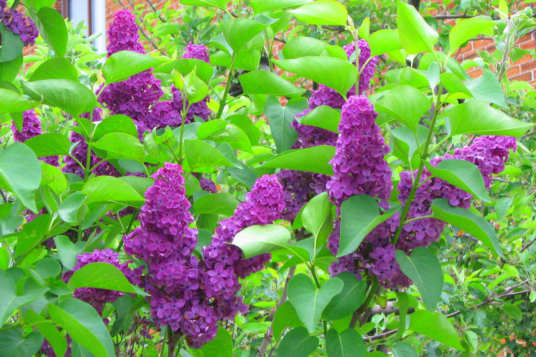 Butterfly Bush, purple, lilac blossoms, HD Desktop Wallpaper
