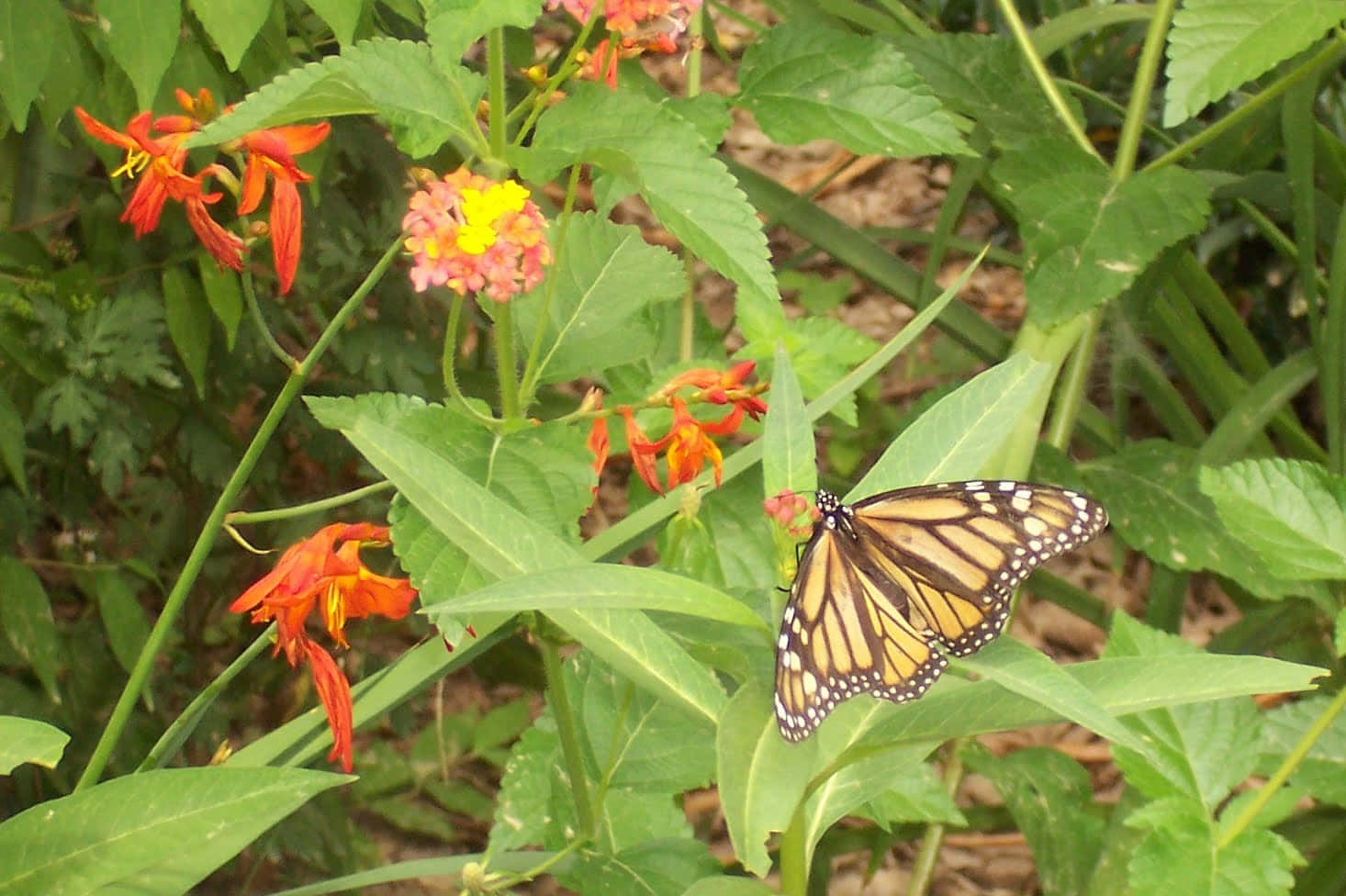 Butterfly weed, monarch butterfly, fiery orange, HD Desktop Wallpaper