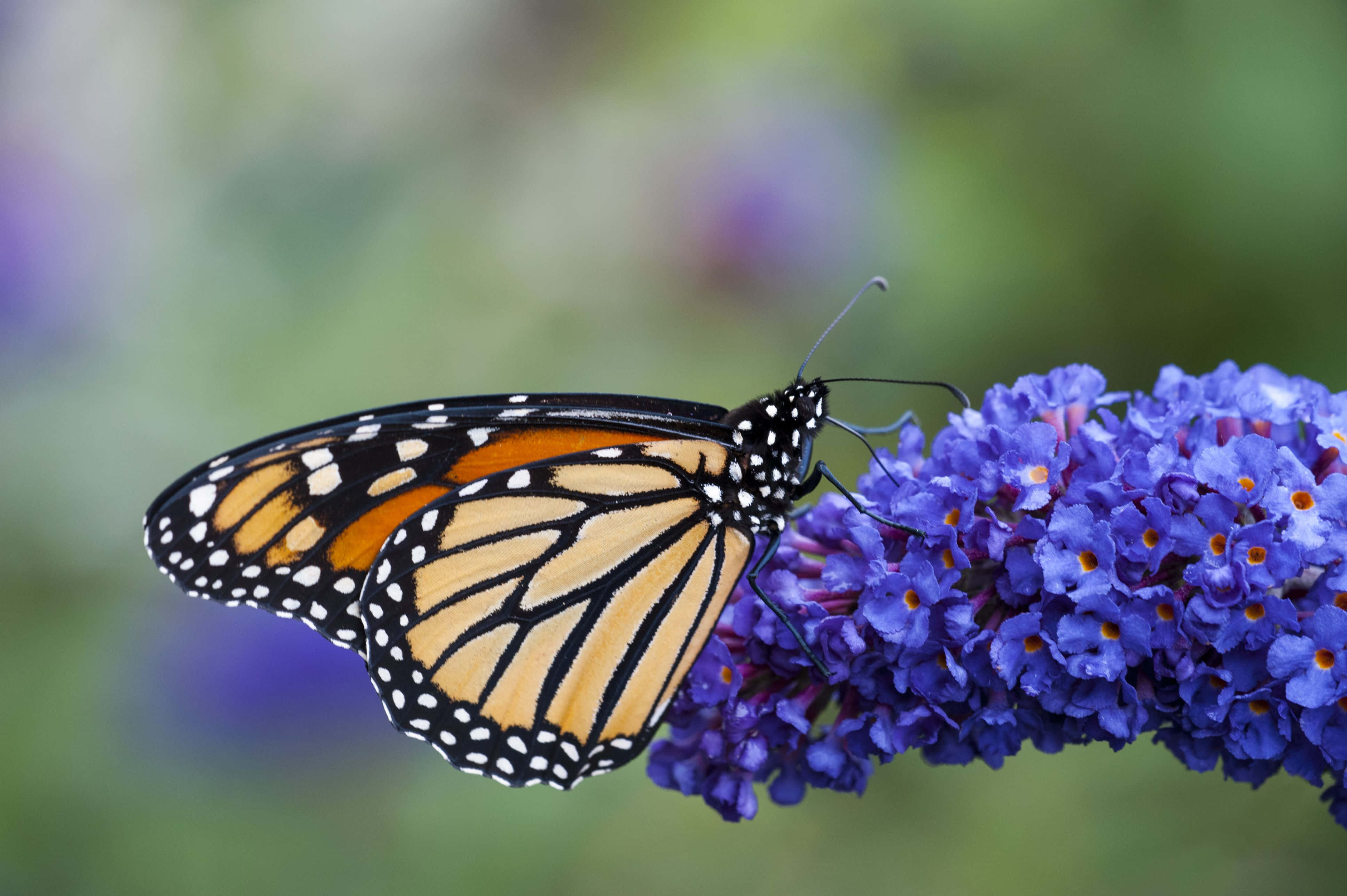 butterfly bush, monarch butterfly, orange black and white wings, 4K Desktop Wallpaper