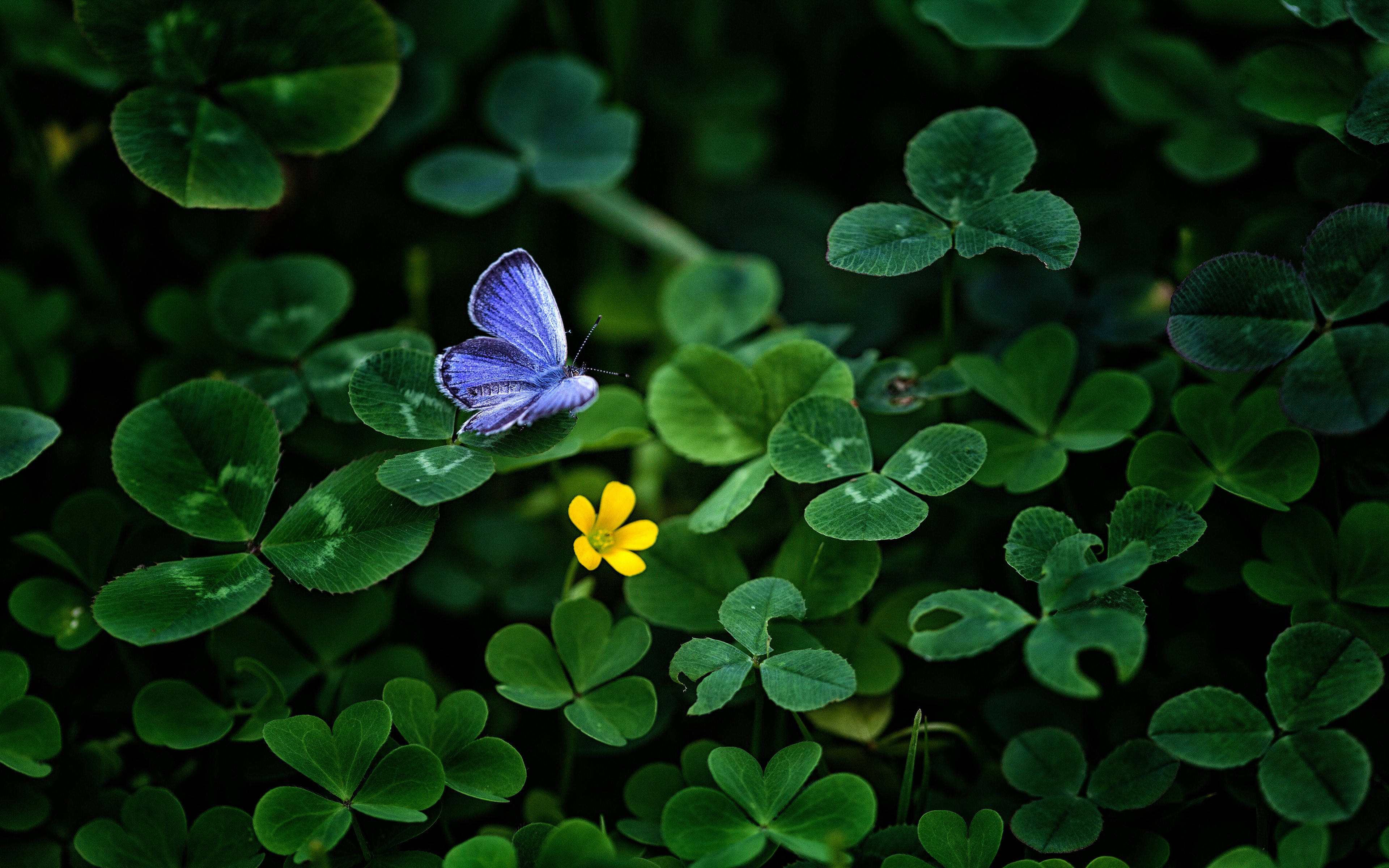 single blue butterfly, vibrant green clover leaves, bright yellow flower, 4K Desktop Wallpaper