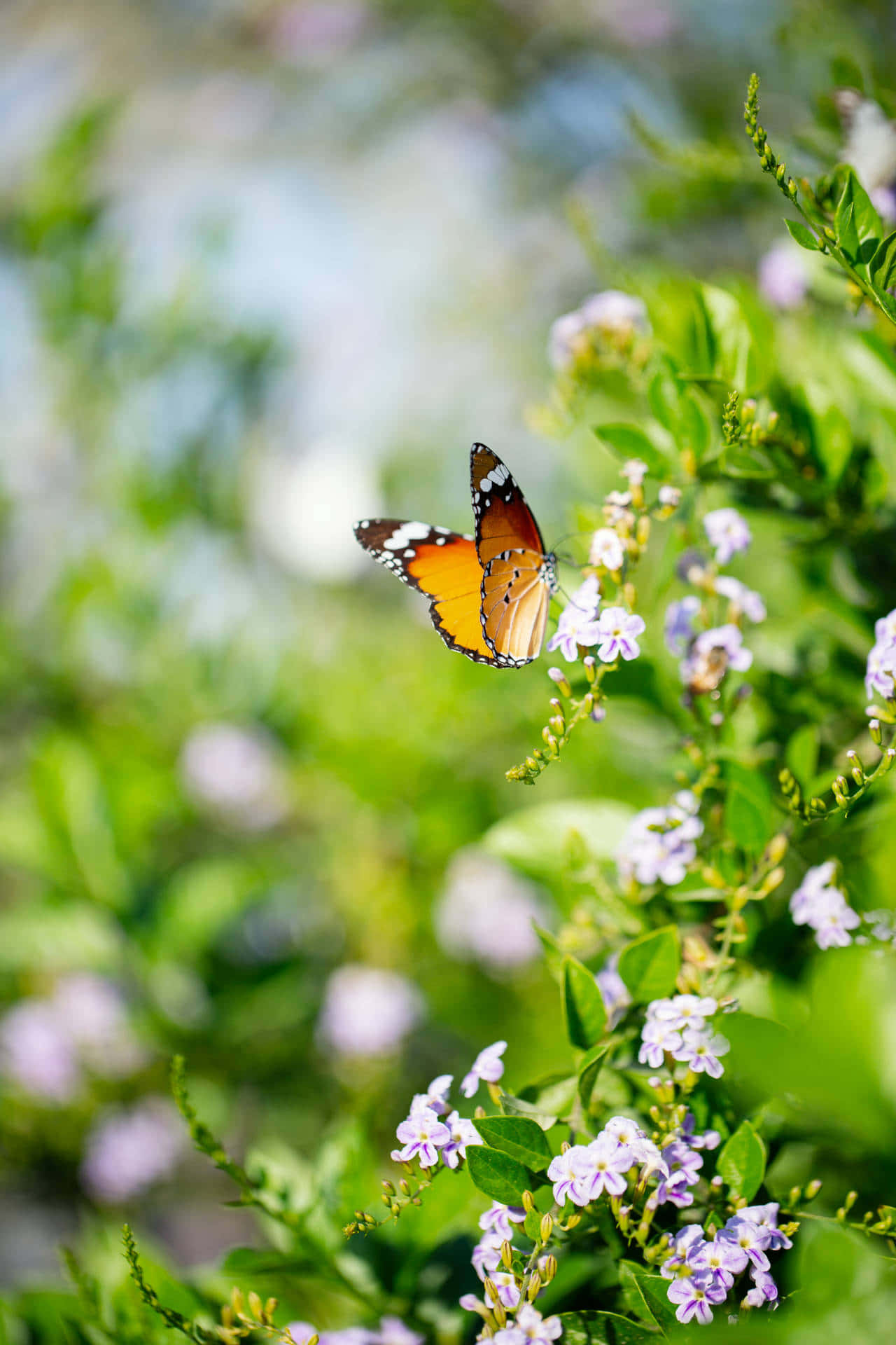 butterfly garden, orange and black butterfly, tiny purple flowers, Full HD Phone Wallpaper