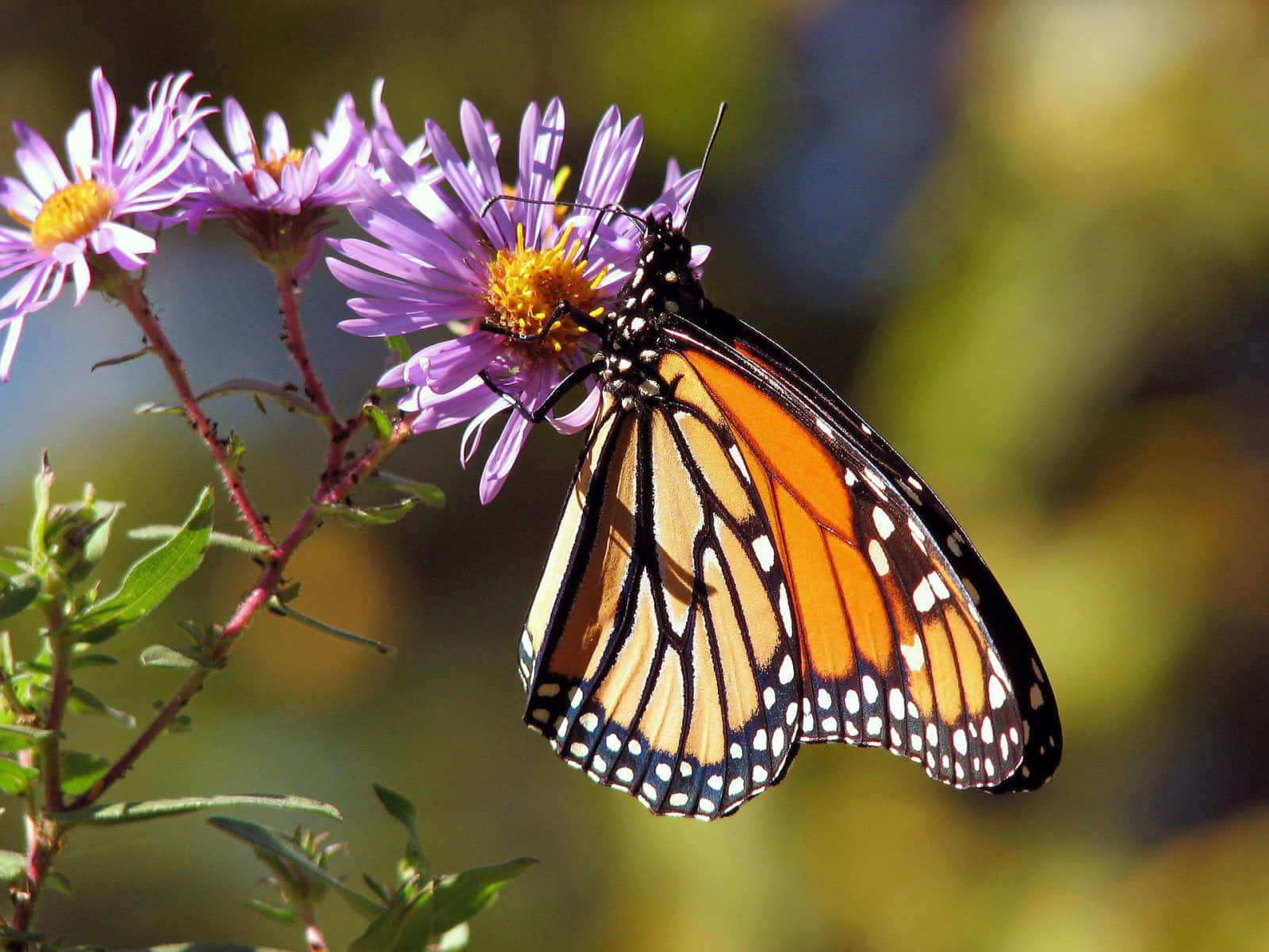 butterfly garden, monarch butterfly, orange wings, HD Desktop Wallpaper