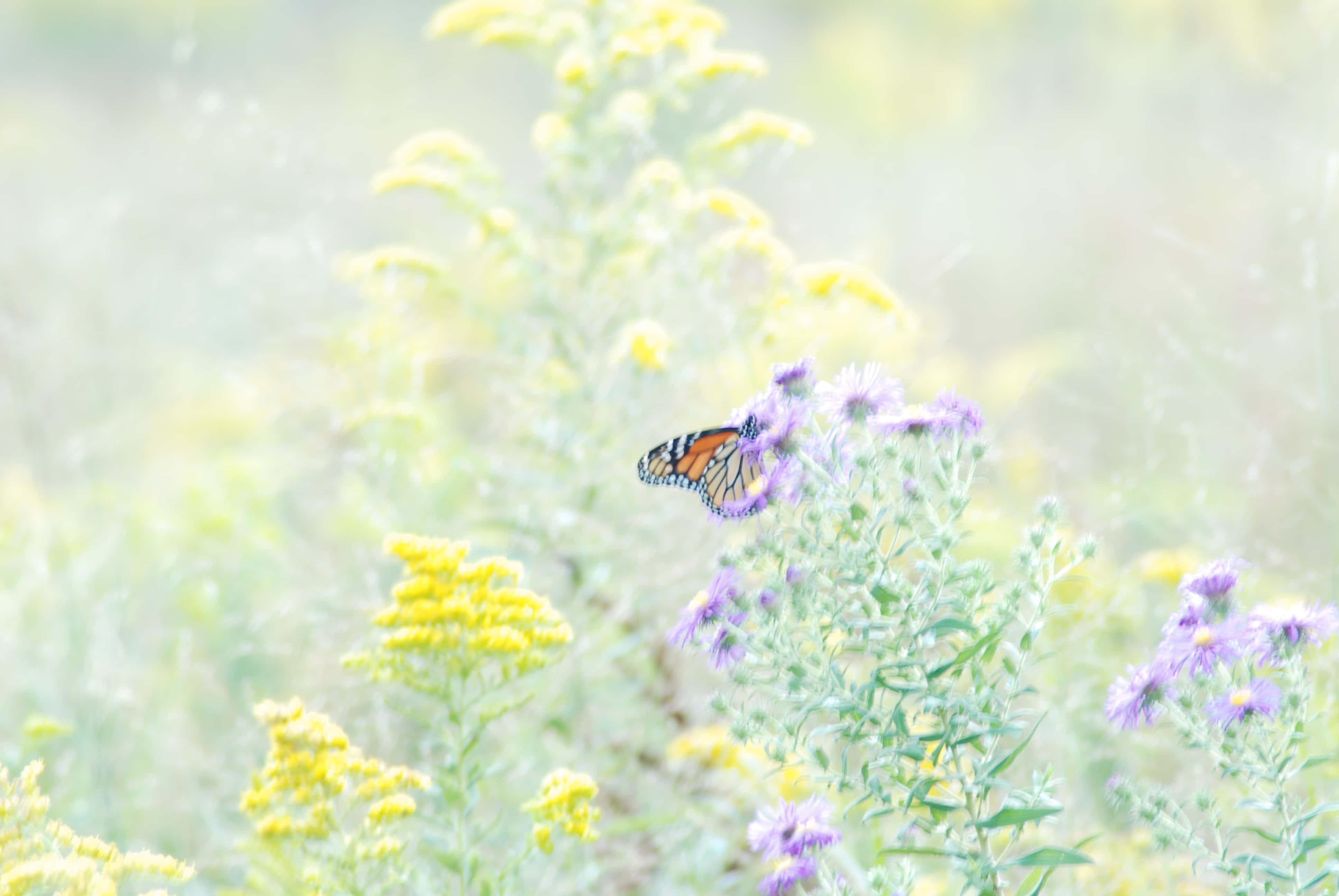 butterfly garden, monarch butterfly, purple flowers, 4K Desktop Wallpaper