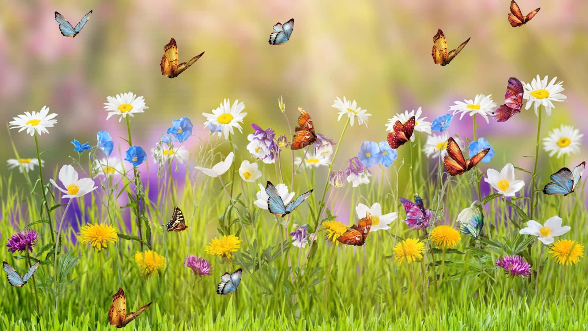 Butterfly Garden Plants, vibrant meadow, daisies, Full HD Desktop Wallpaper