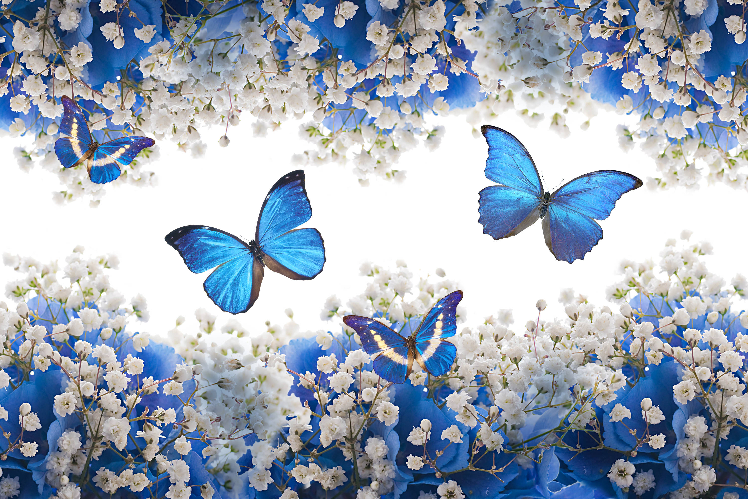 blue butterfly, white flowers, bright white background, 2K Desktop Wallpaper