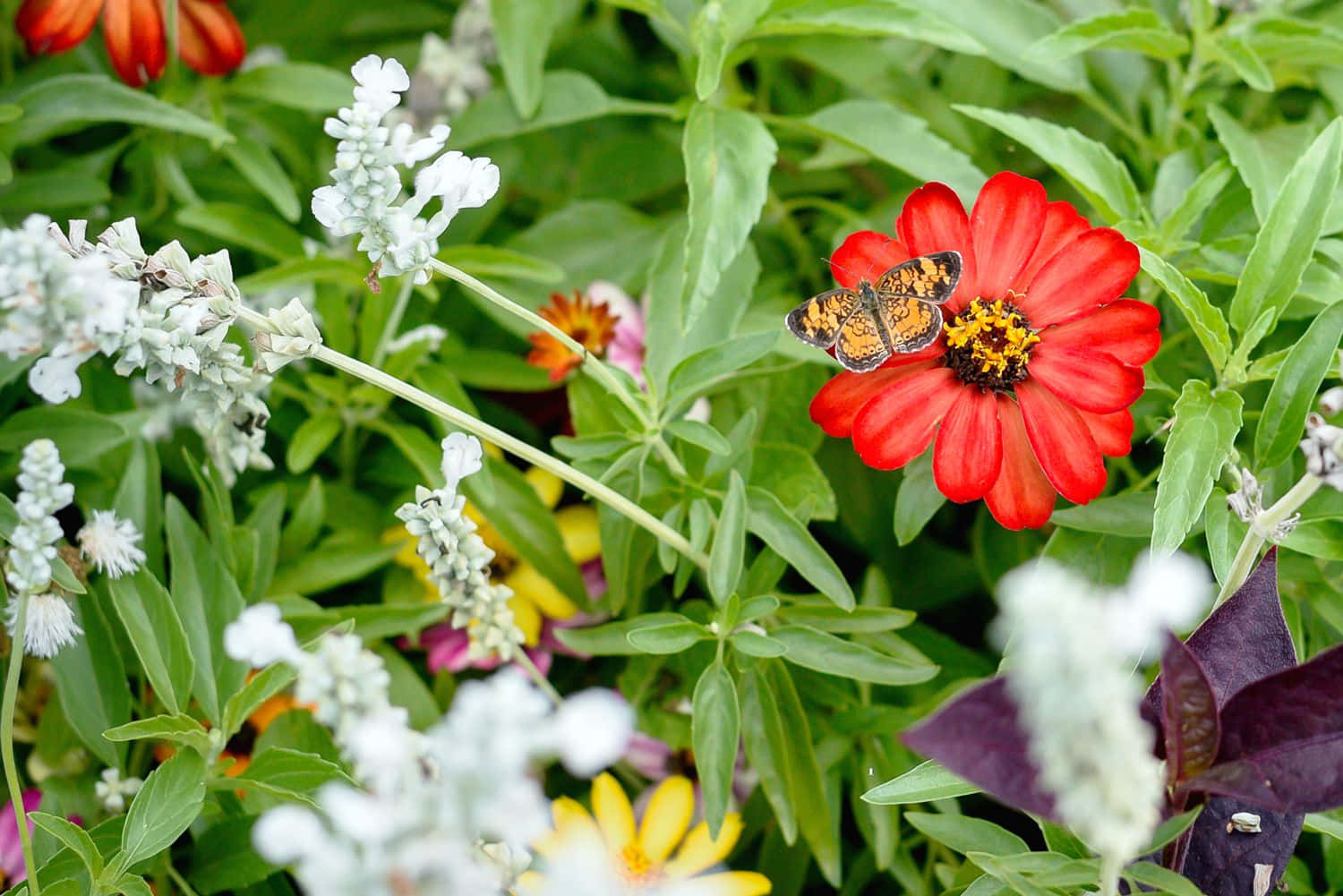 butterfly garden plants, orange butterfly, red zinnia, HD Desktop Wallpaper