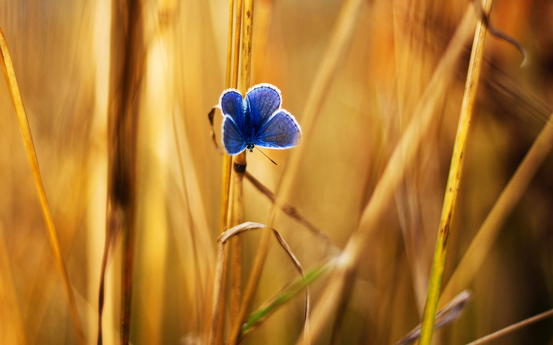 blue butterfly, brown grass, golden wheat stalk, Full HD Desktop Wallpaper