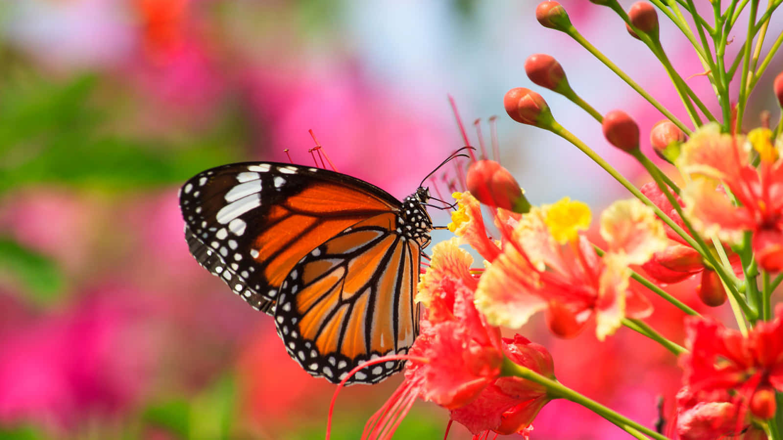Butterfly Garden, monarch butterfly, orange black and white wings, HD Desktop Wallpaper