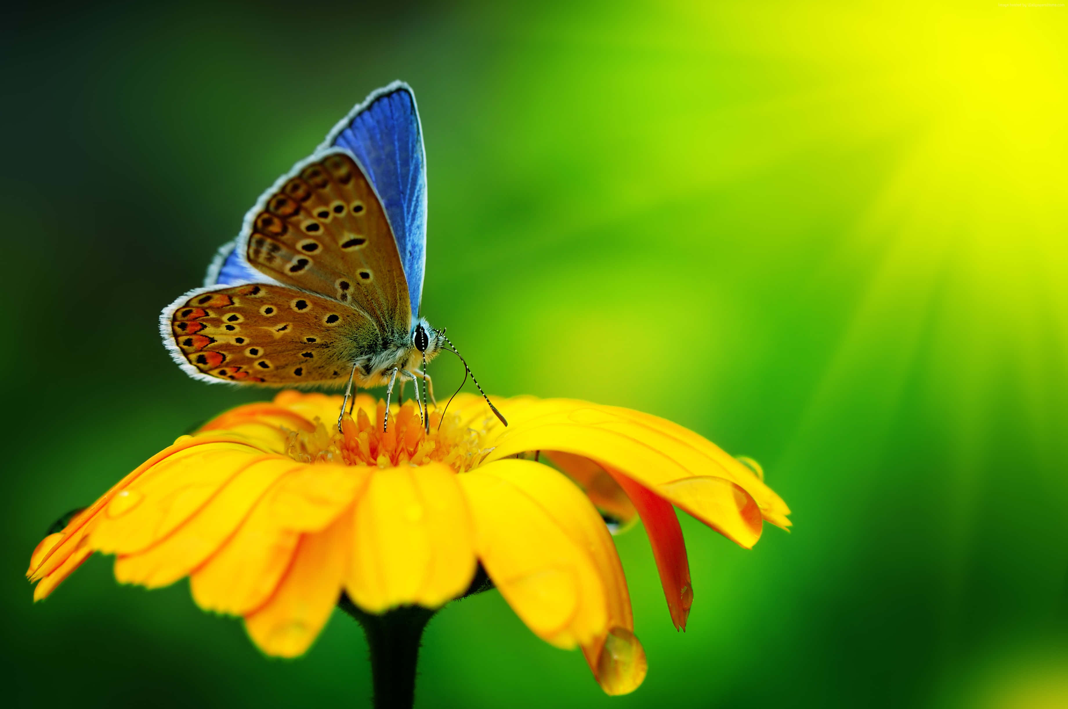 butterfly garden plants, vibrant blue butterfly, orange spotted wings, 2K Desktop Wallpaper