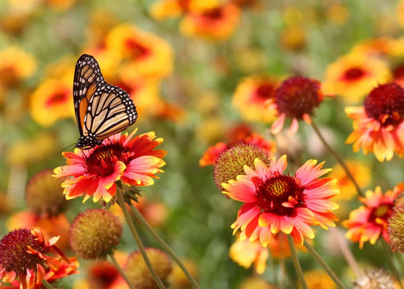 butterfly garden plants, monarch butterfly, pink and yellow flower, HD Desktop Wallpaper