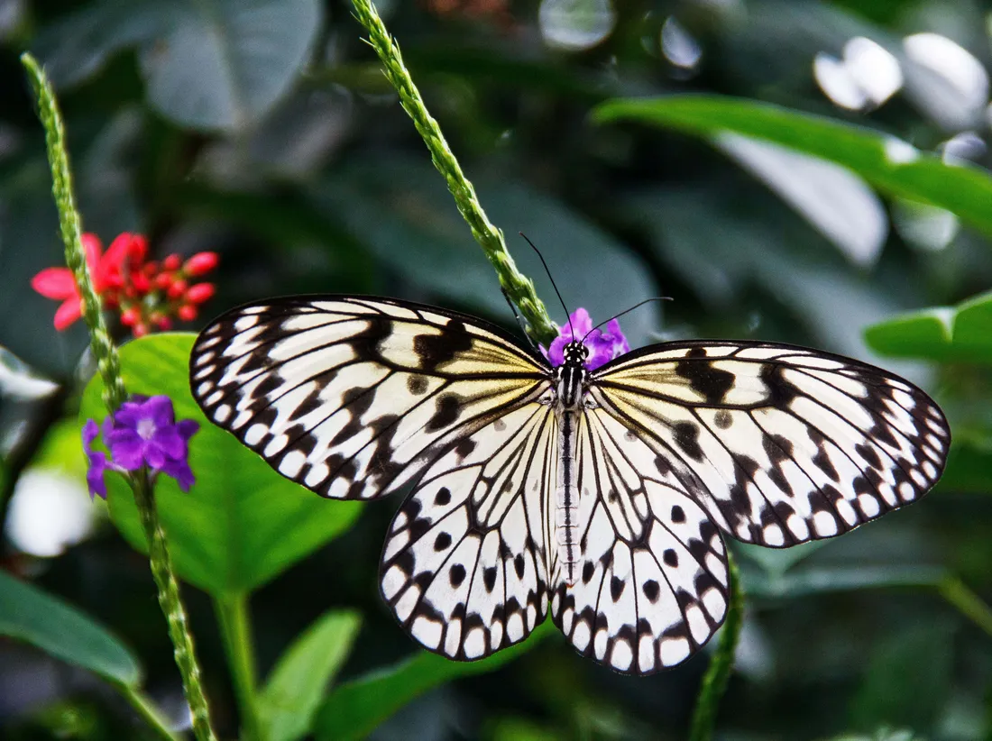 Butterfly Garden