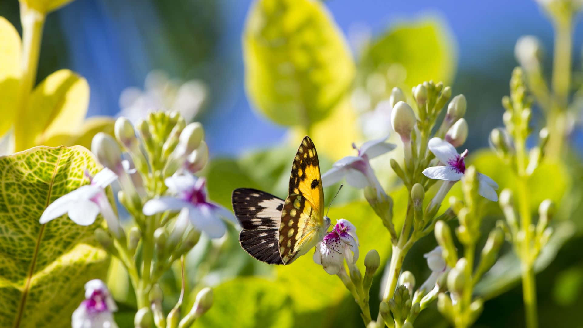 butterfly garden, yellow and black butterfly, white flower, Full HD Desktop Wallpaper