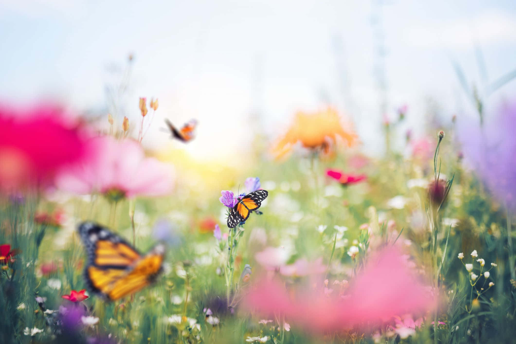 Butterfly Garden, pink, purple, Full HD Desktop Wallpaper