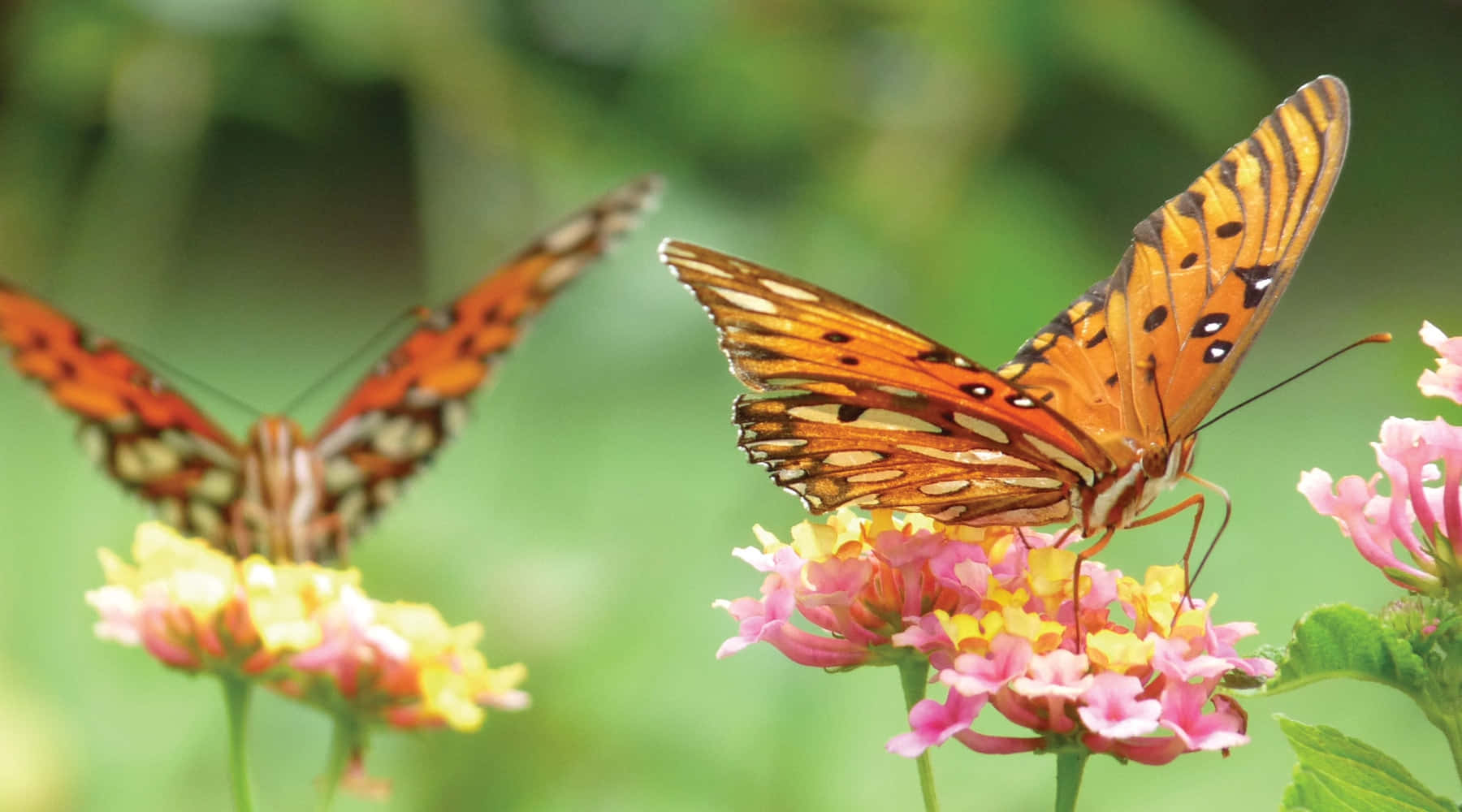 Butterfly Garden, orange butterflies, black spots, HD Desktop Wallpaper