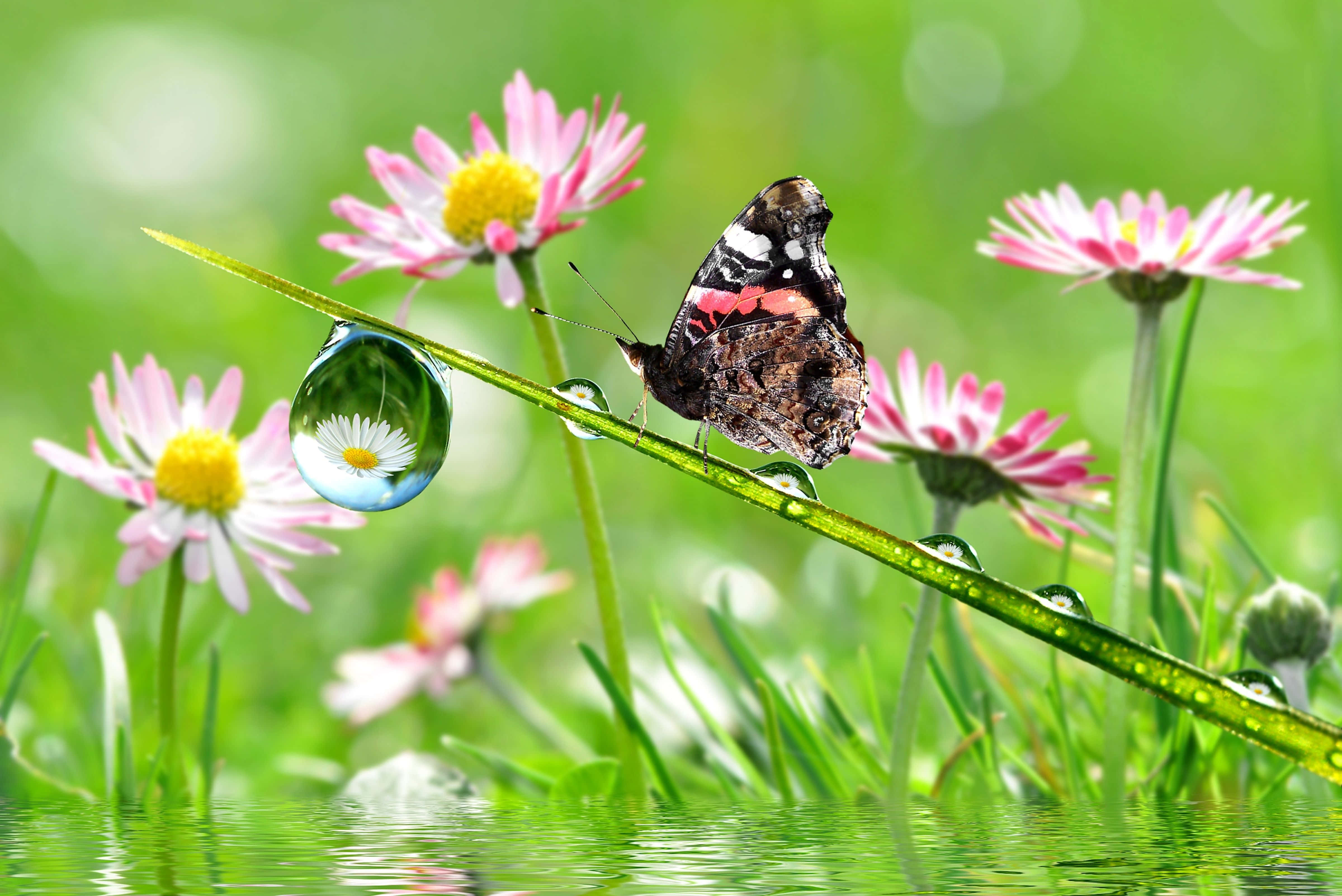 butterfly garden, dew-kissed blade of grass, pink daisies, 4K Desktop Wallpaper