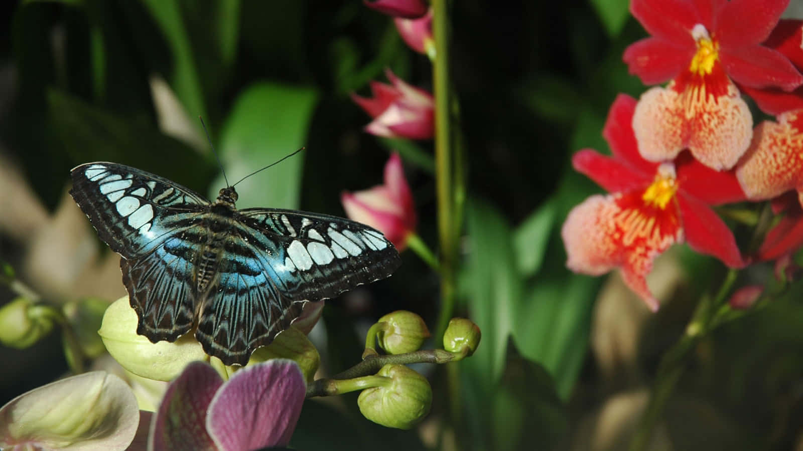 Butterfly Garden, blue and black butterfly, green orchid bud, HD Desktop Wallpaper