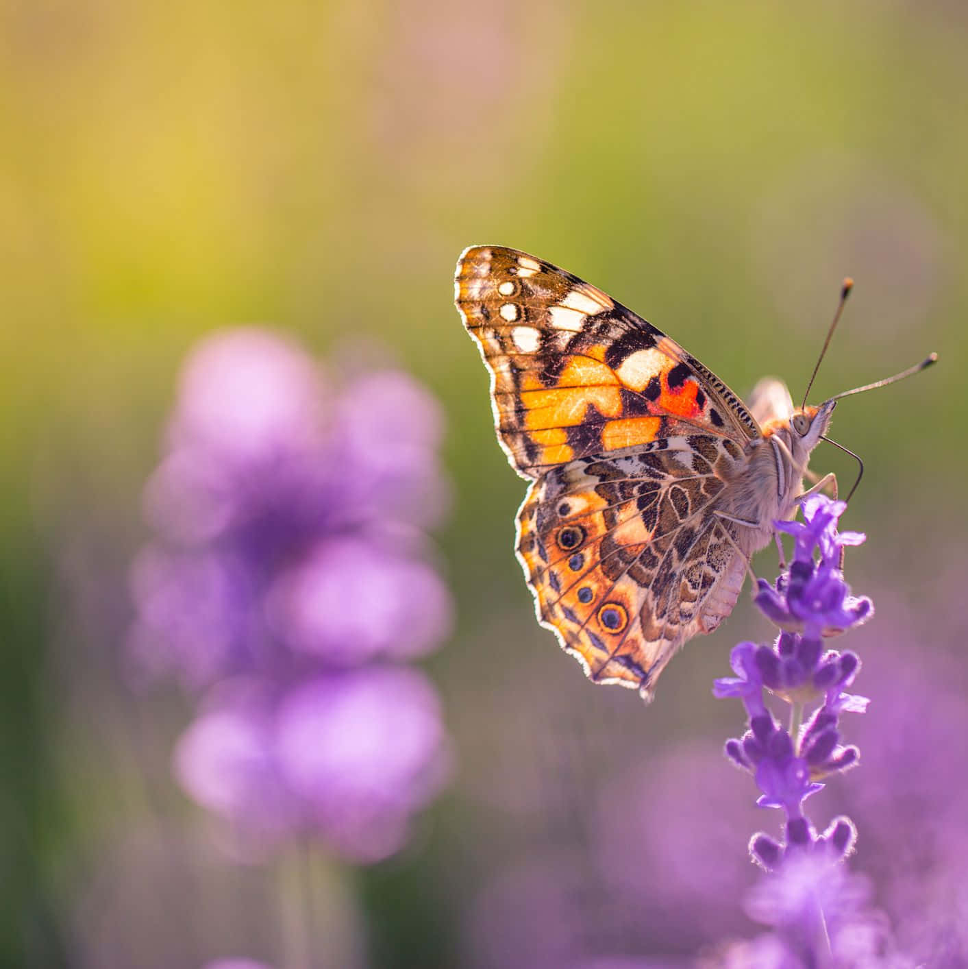 Butterfly Garden, orange and black butterfly, purple lavender flower, HD Phone Wallpaper