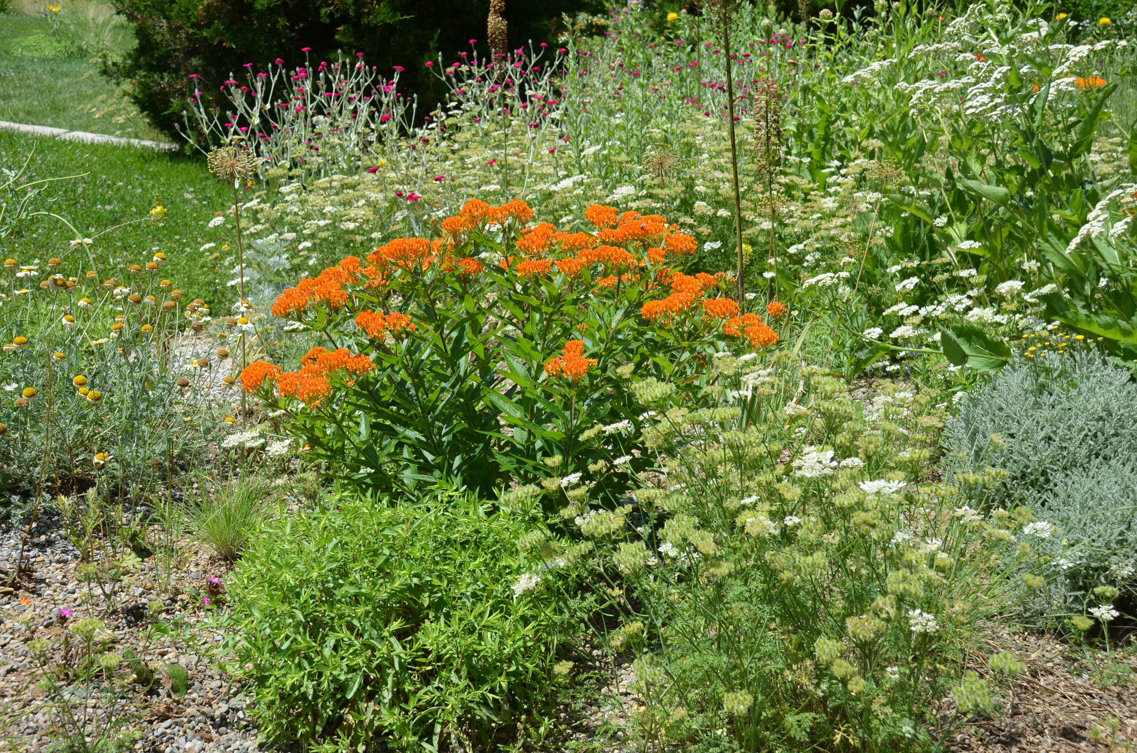Butterfly Weed, vibrant orange milkweed blooms, white airy flowers, 2K Desktop Wallpaper