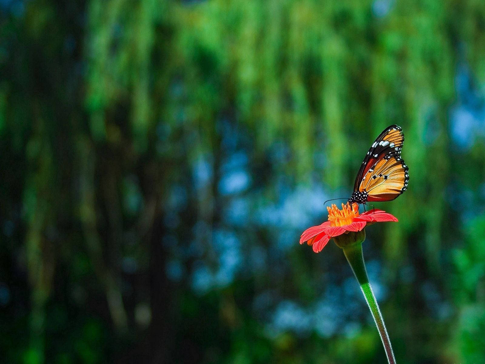 monarch butterfly, vibrant red flower, lush green blurred forest backdrop, HD Desktop Wallpaper