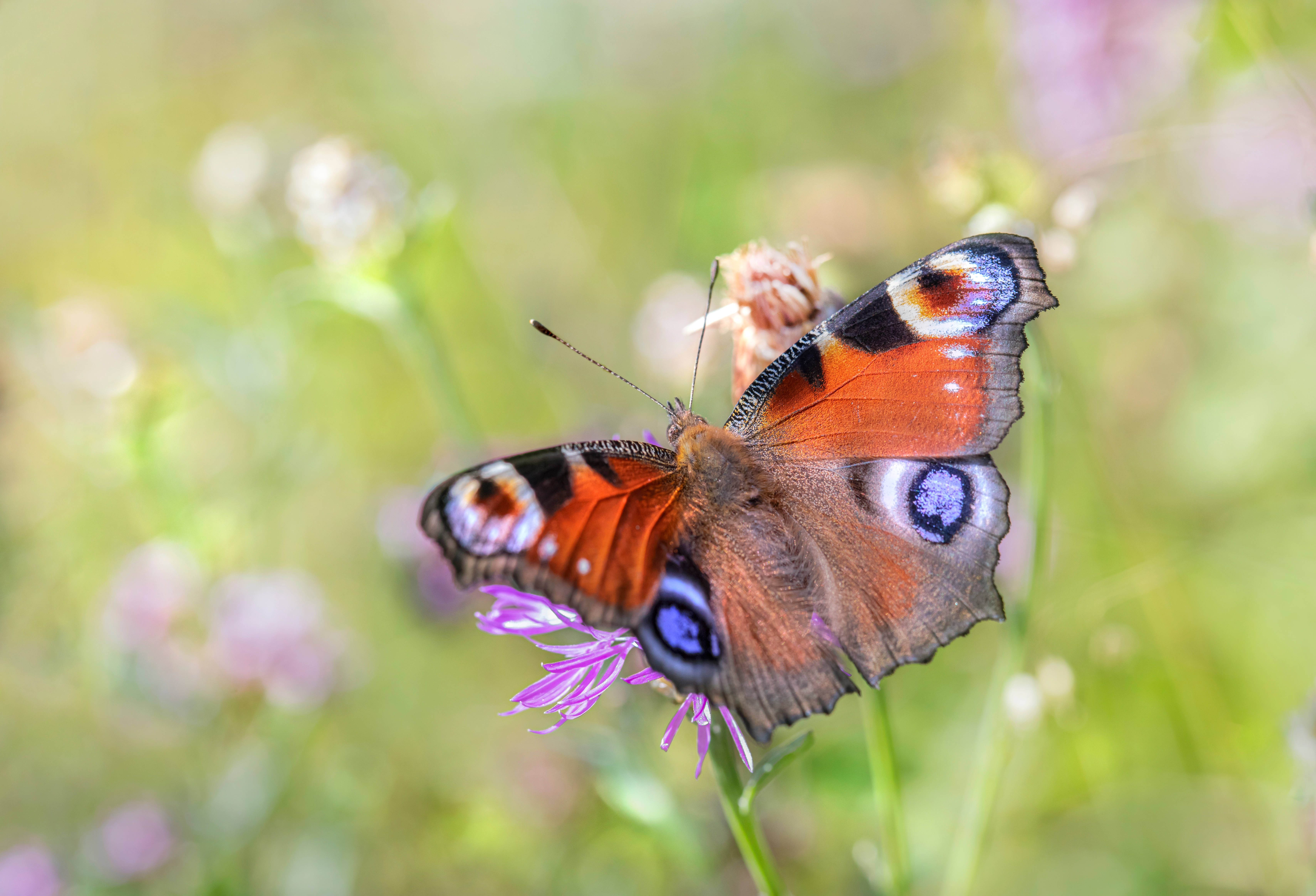 peacock butterfly, purple flower, soft green and pink blurred meadow background, 5K Desktop Wallpaper